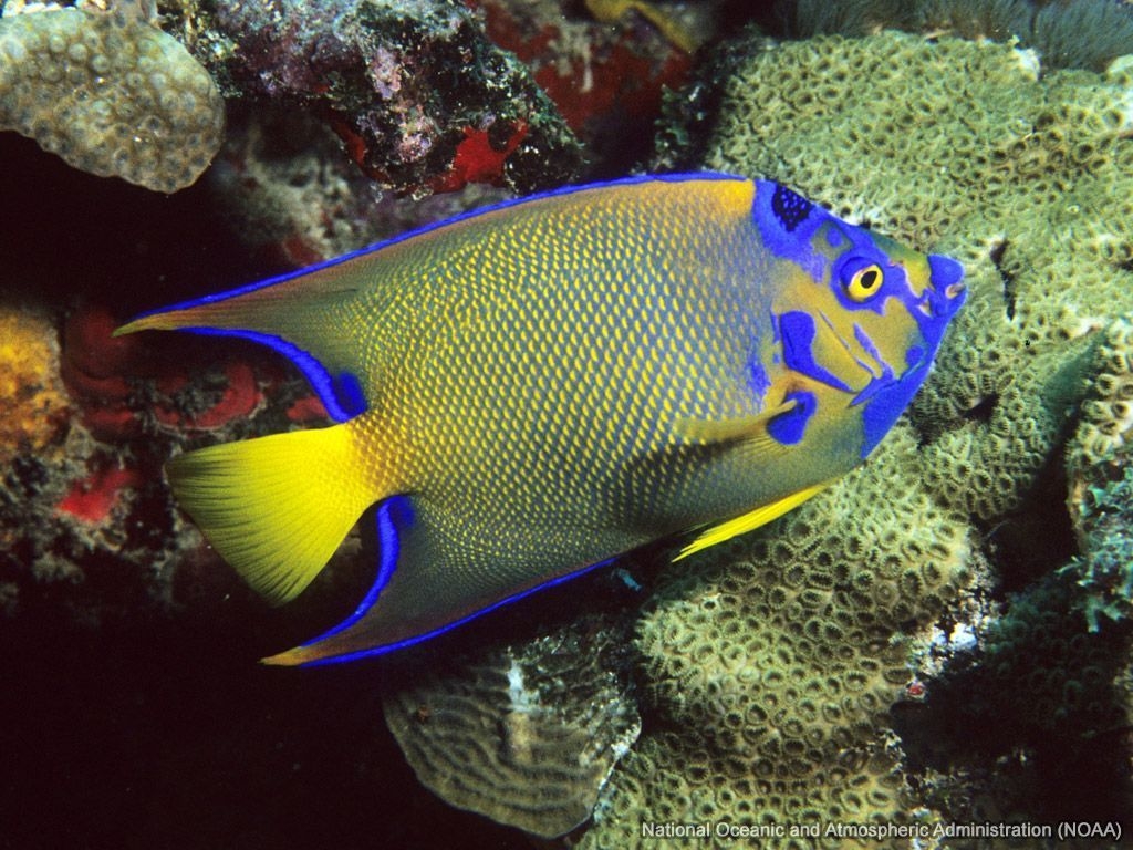 Königskaiserfisch, Meer, Lebendig, Farben, Natur, 1030x770 HD Desktop