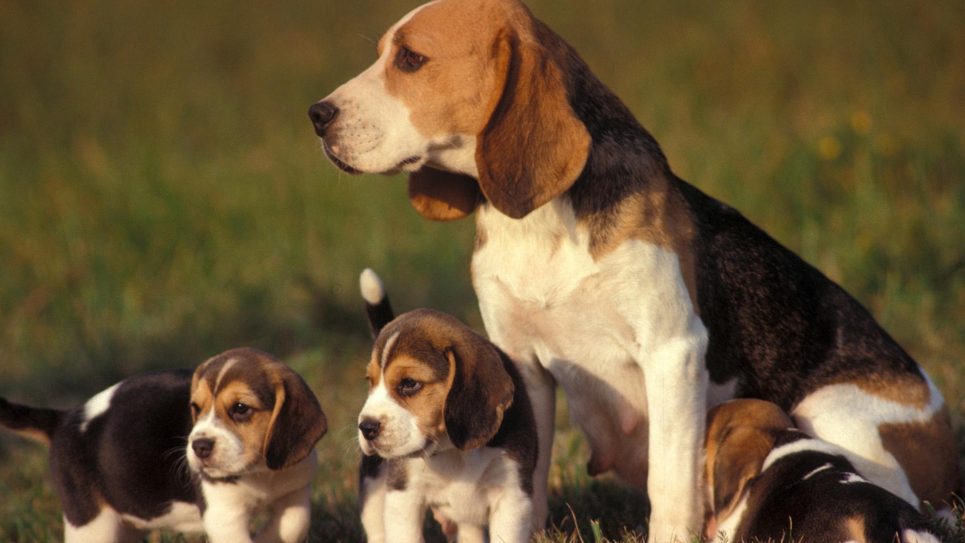 Beagle Hund, Rudel, Android, Tiere, Hintergrund, 1920x1080 Full HD Desktop