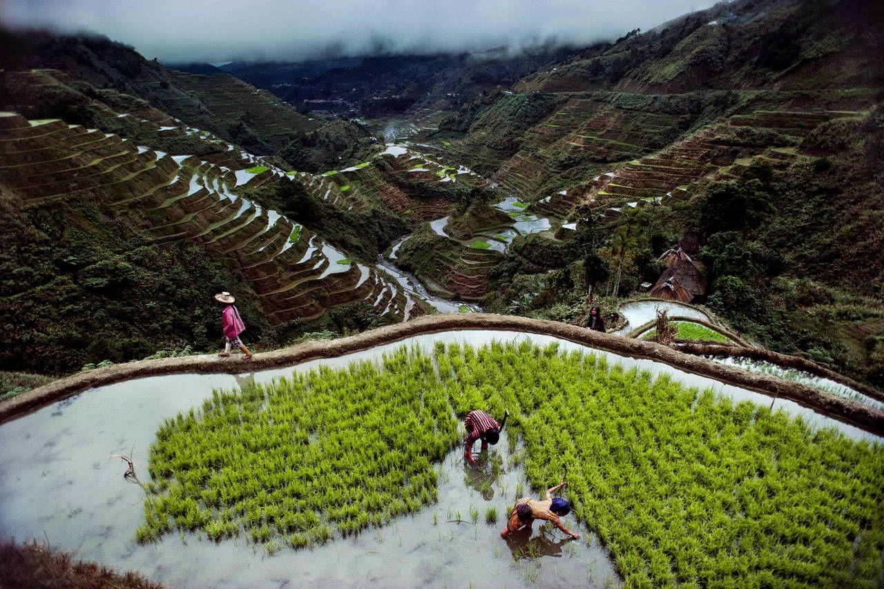 Steve McCurry, Reisterrassen, Fotografie, Kunst, Philippinen, 1280x860 HD Desktop