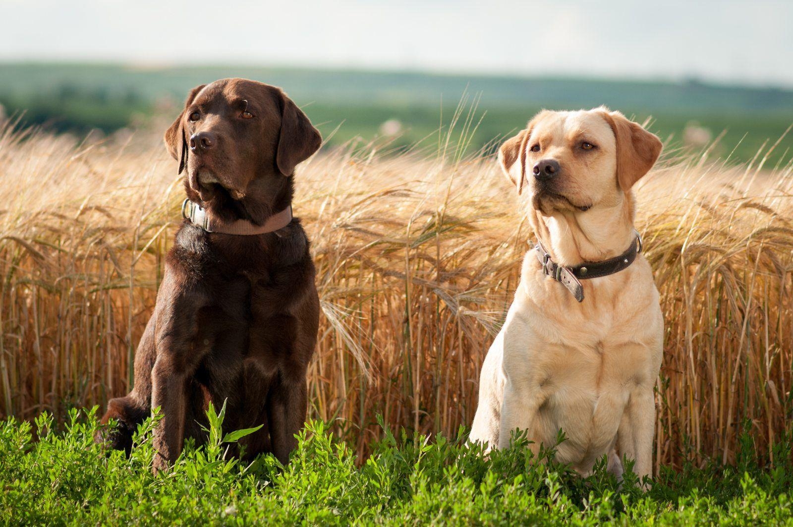 Jagdhund, Labrador Retriever, Schokolade, Tiere, Jagd, 1600x1070 HD Desktop