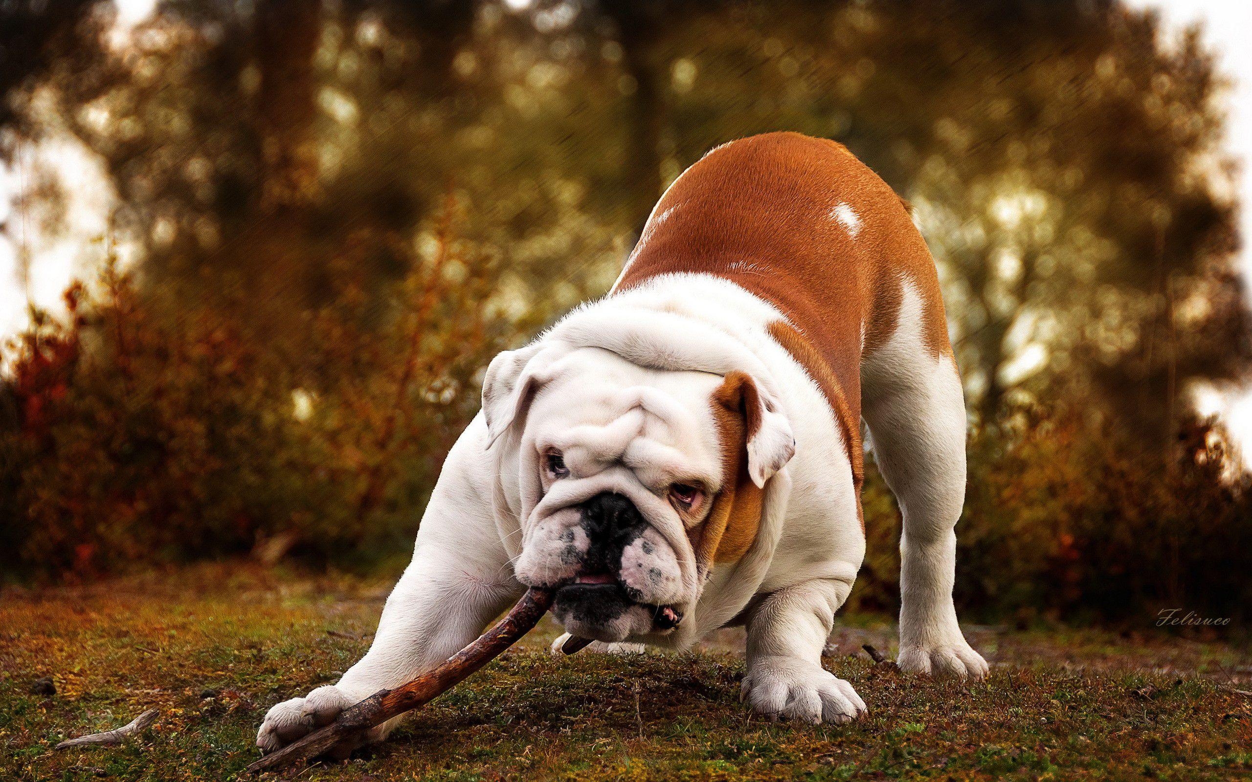 Englische Bulldogge, HD, Tier, Bild, Hintergrund, 2560x1600 HD Desktop