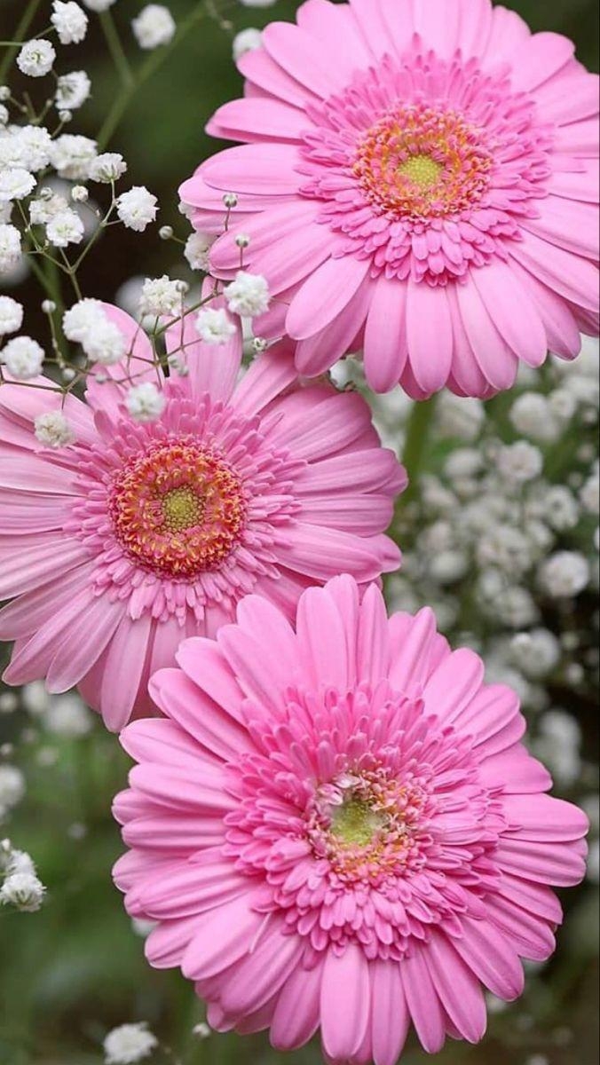 Gerbera Gänseblümchen, Pink, Amazon, Weiße Lilie, Natur, 680x1200 HD Handy