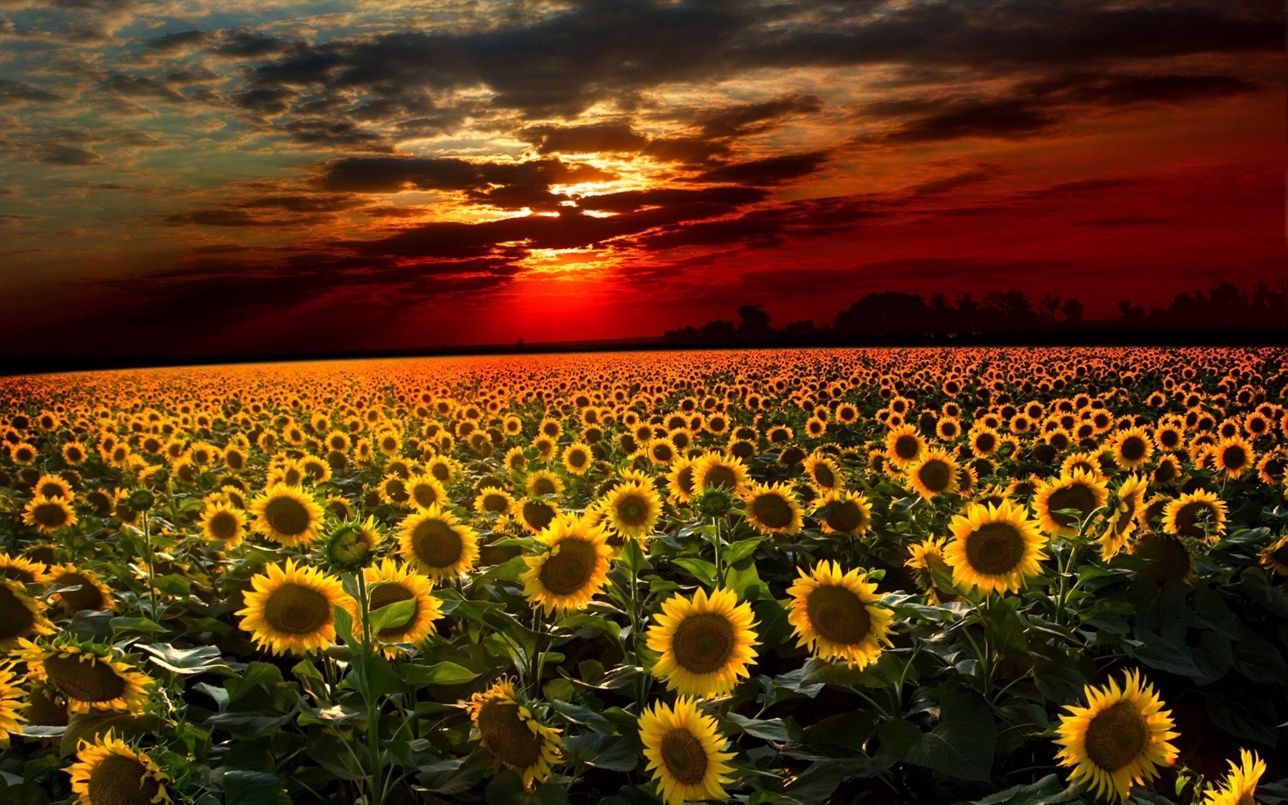 Sonnenblume, Sonnenuntergang, Bild, Natur, Wallpaper, 2560x1600 HD Desktop