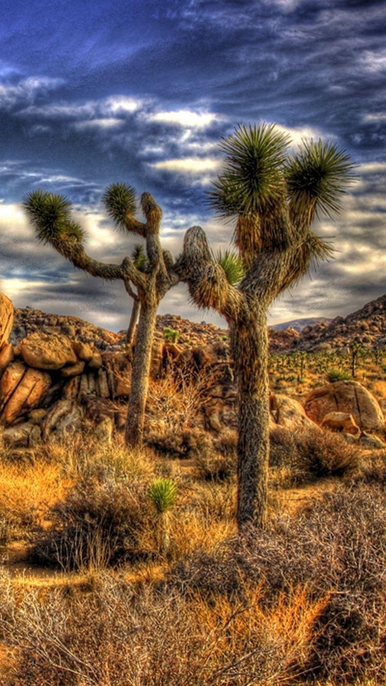 Erde, Joshua Tree, Nationalpark, Natur, 750x1340 HD Handy