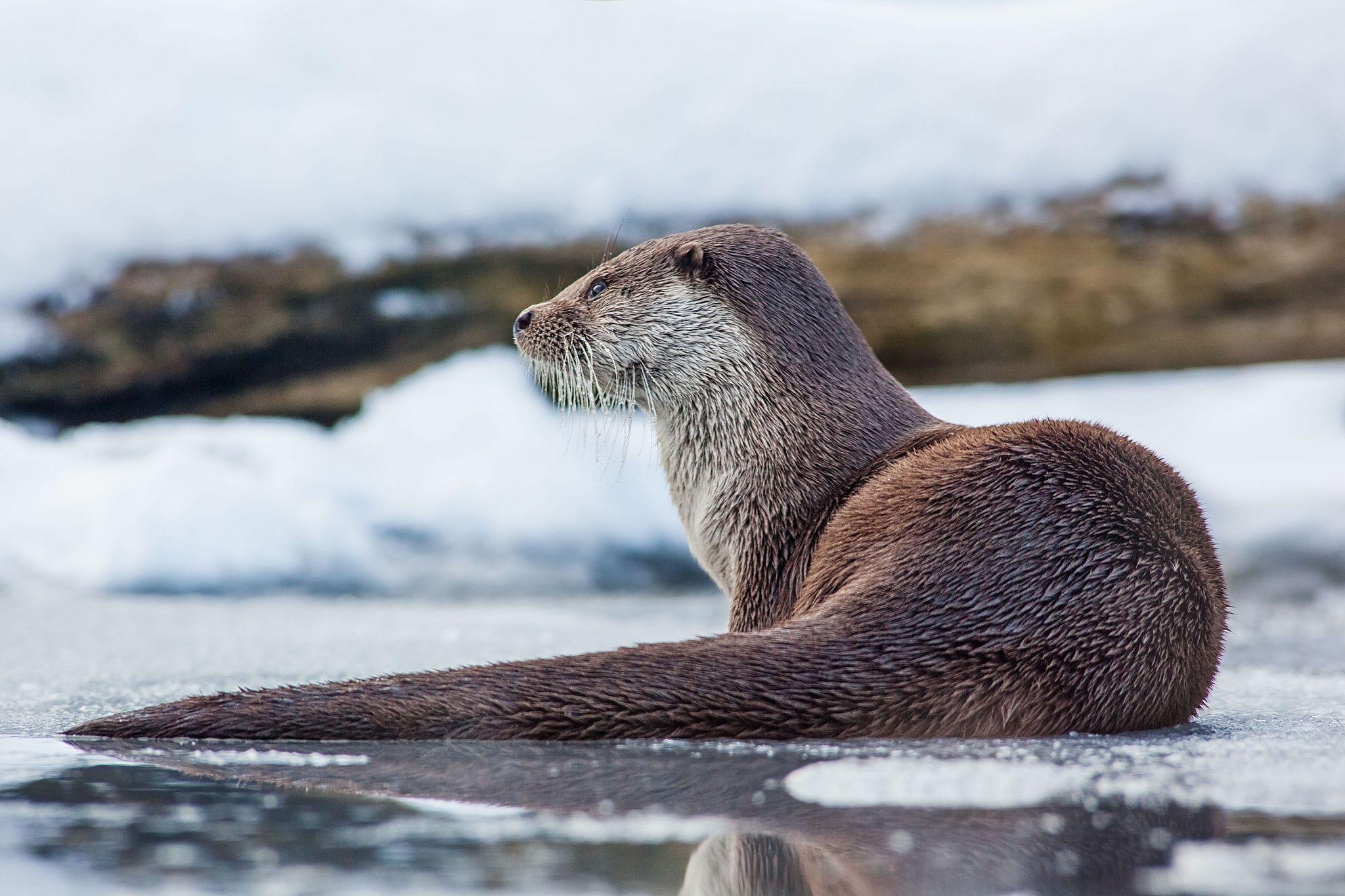 Otter, HD Bild, Wasser, Säugetier, Naturlandschaft, 2050x1370 HD Desktop