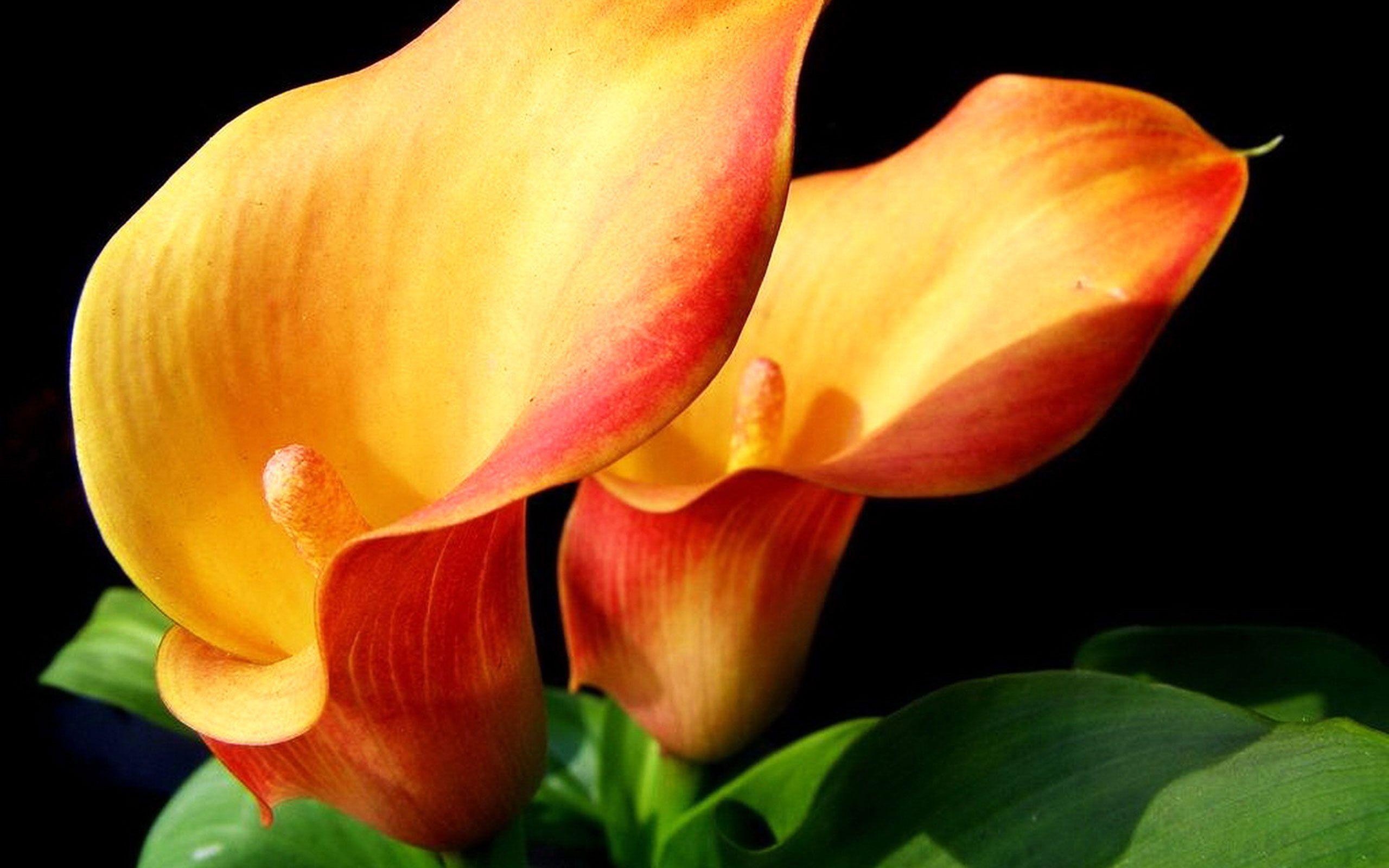 Calla-Lilie, Natur, Hintergrund, Blume, Bild, 2560x1600 HD Desktop