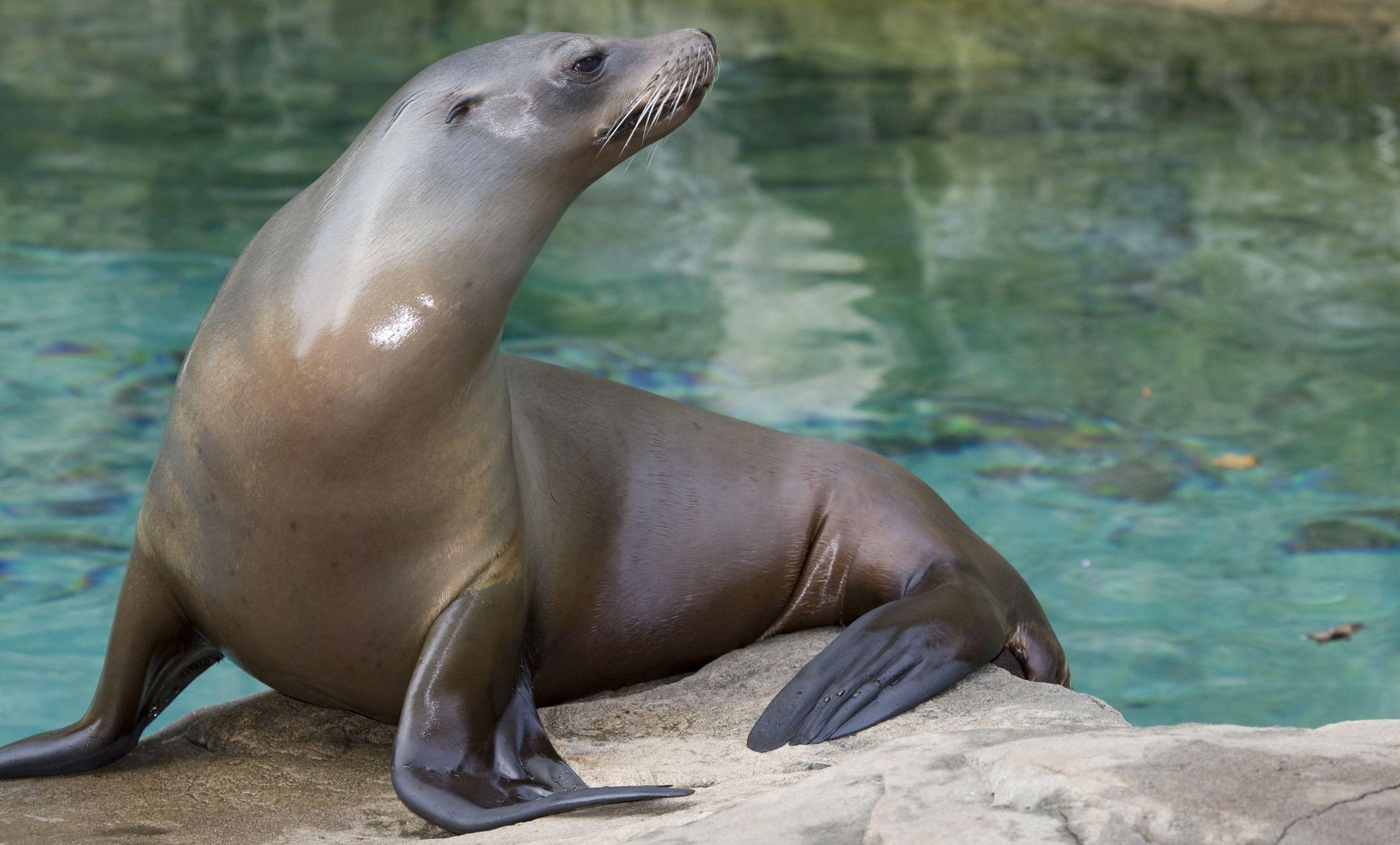 Kalifornischer Seelöwe, Baby, Küste, Tier, Meer, 2800x1690 HD Desktop