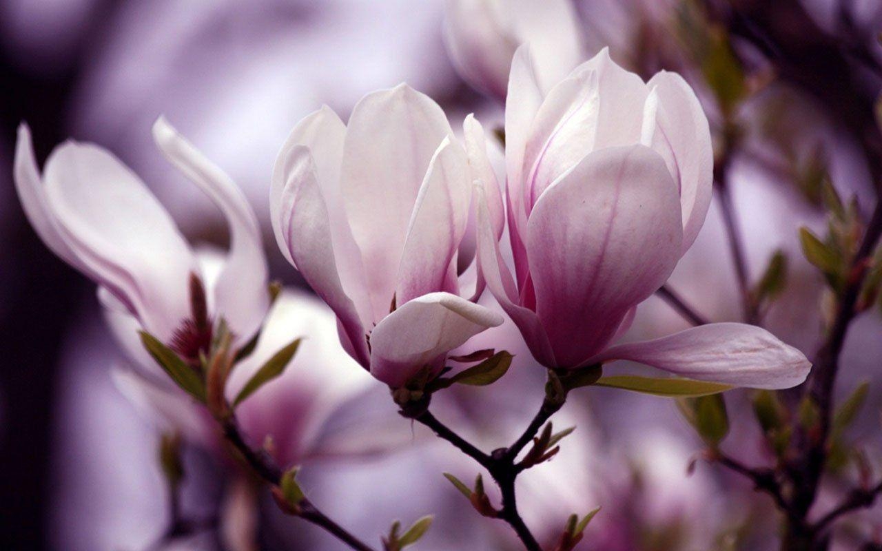 Magnolienzweige, Blüte, Kostenloser Download, Natur, Hintergrund, 1280x800 HD Desktop