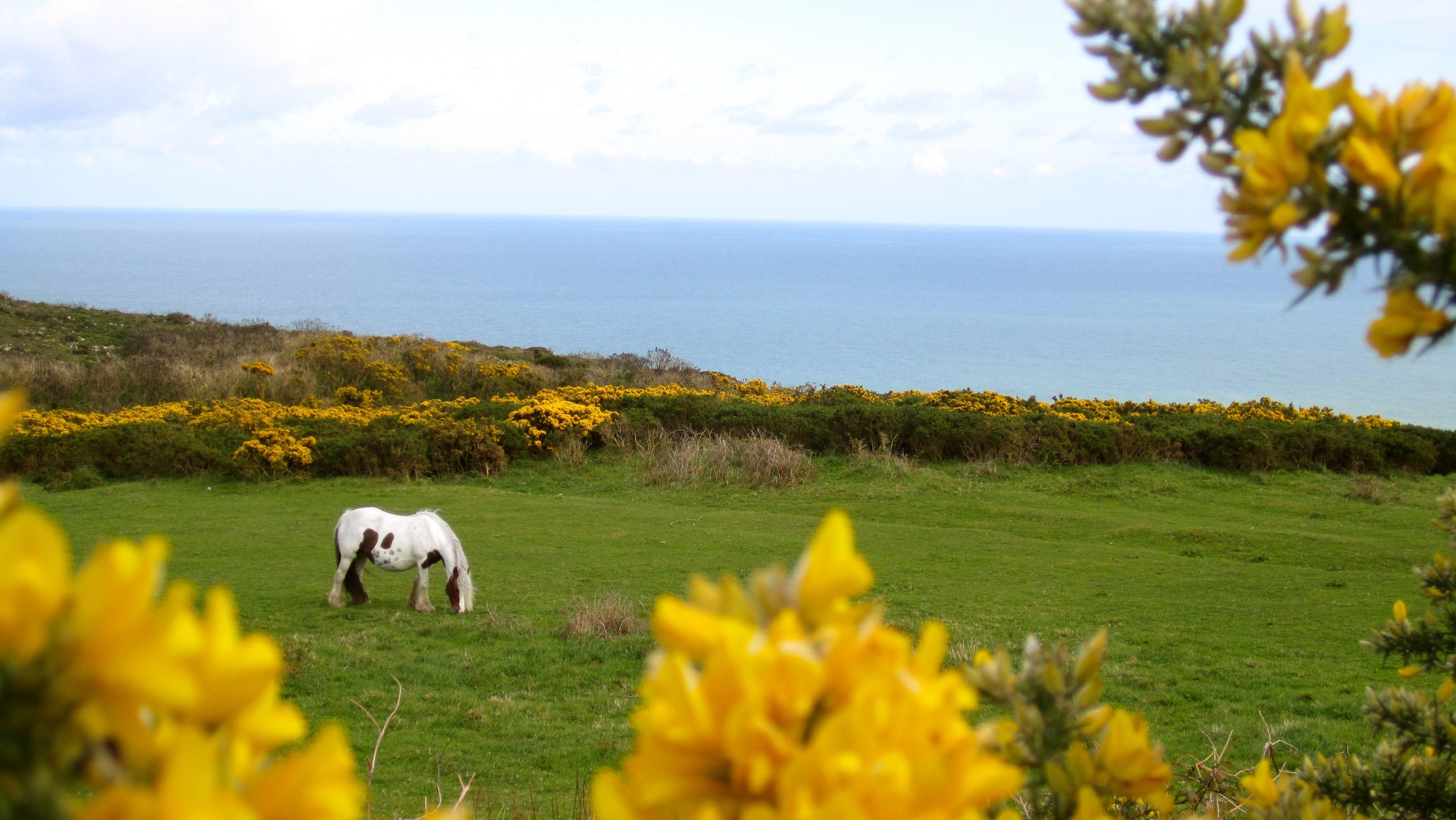 Irische Landschaft, Irland, Natur, Reisen, Landschaften, 4320x2440 4K Desktop