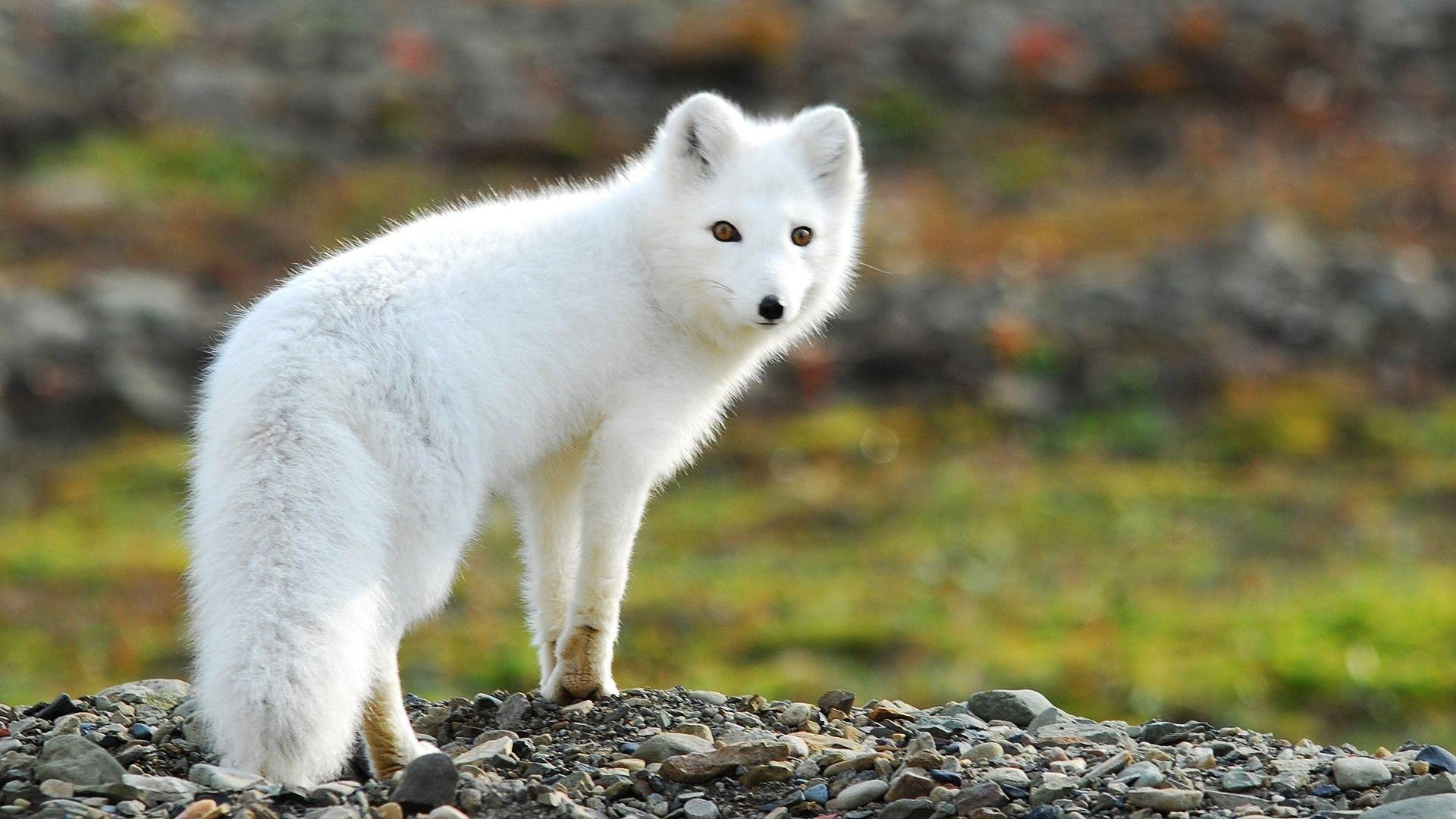 Arktische Füchse, Schnee, Wildleben, Polar, Bilder, 1920x1080 Full HD Desktop