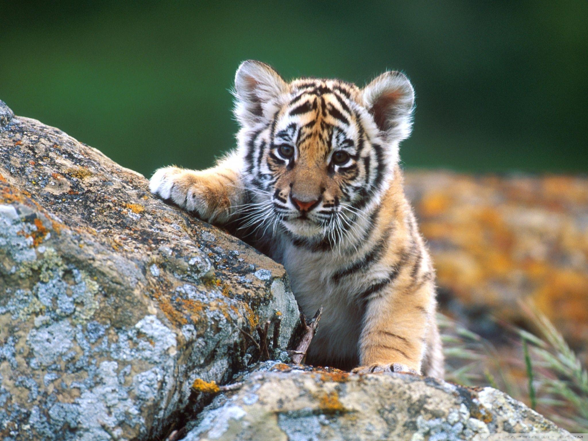 Tiger Baby, Tiere, Natur, Jungtiere, Wild, 2050x1540 HD Desktop