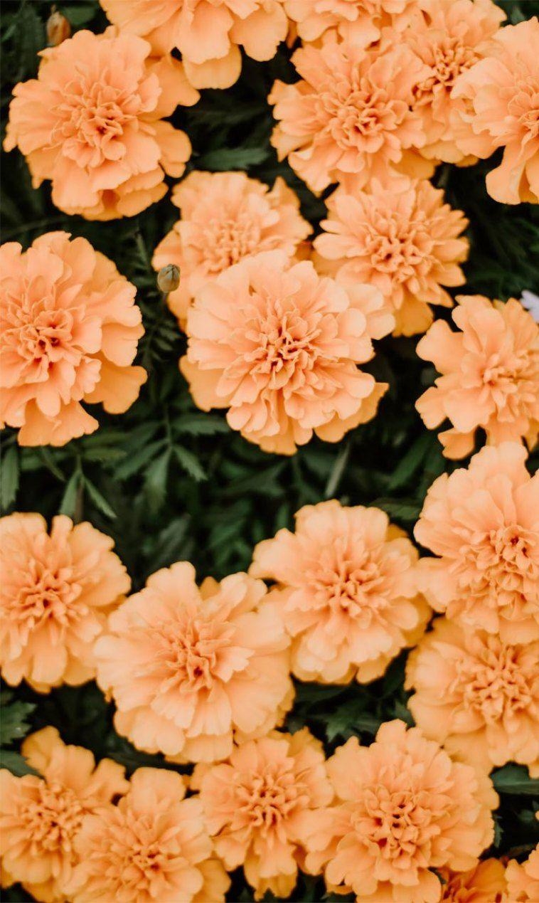 Pfirsich, Sommerblumen, Orange, Perfekt, iPhone, 760x1270 HD Handy