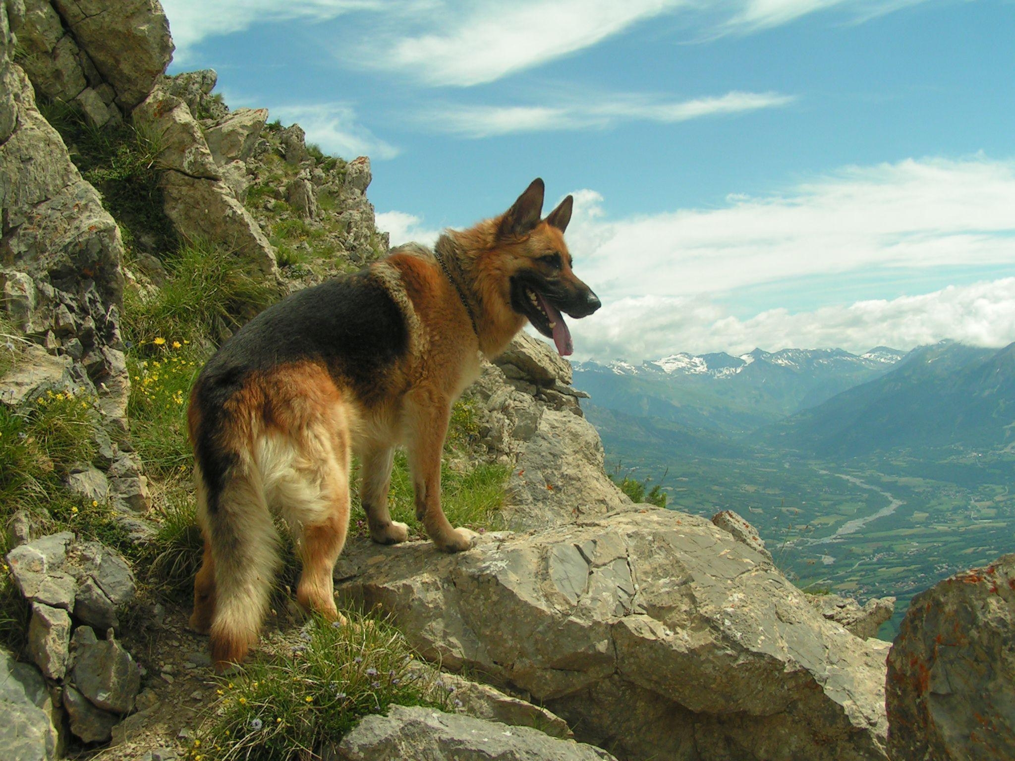 Deutscher Schäferhund, Hund, Hintergrund, Top, Tier, 2050x1540 HD Desktop