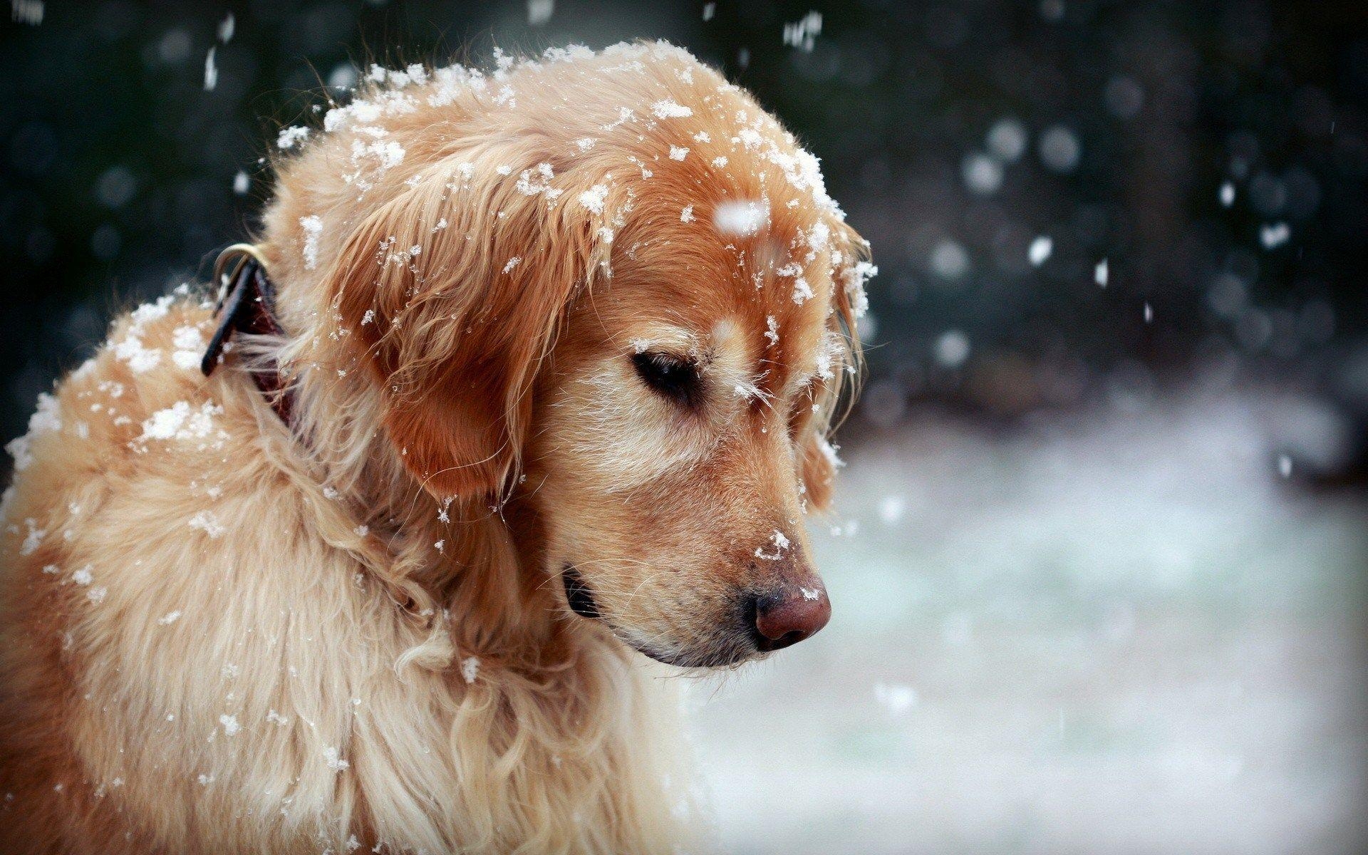 Winterhund, Schneeflocken, HD, Frei, 1920x1200 HD Desktop