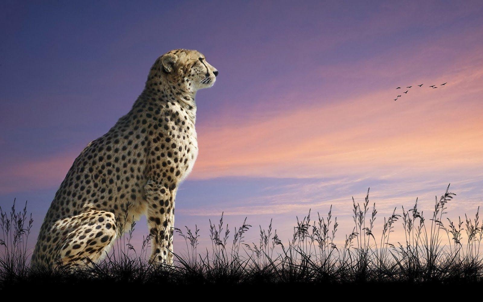 Gepard, Tiere, HD, Gepardenbild, Raubkatze, 1600x1000 HD Desktop