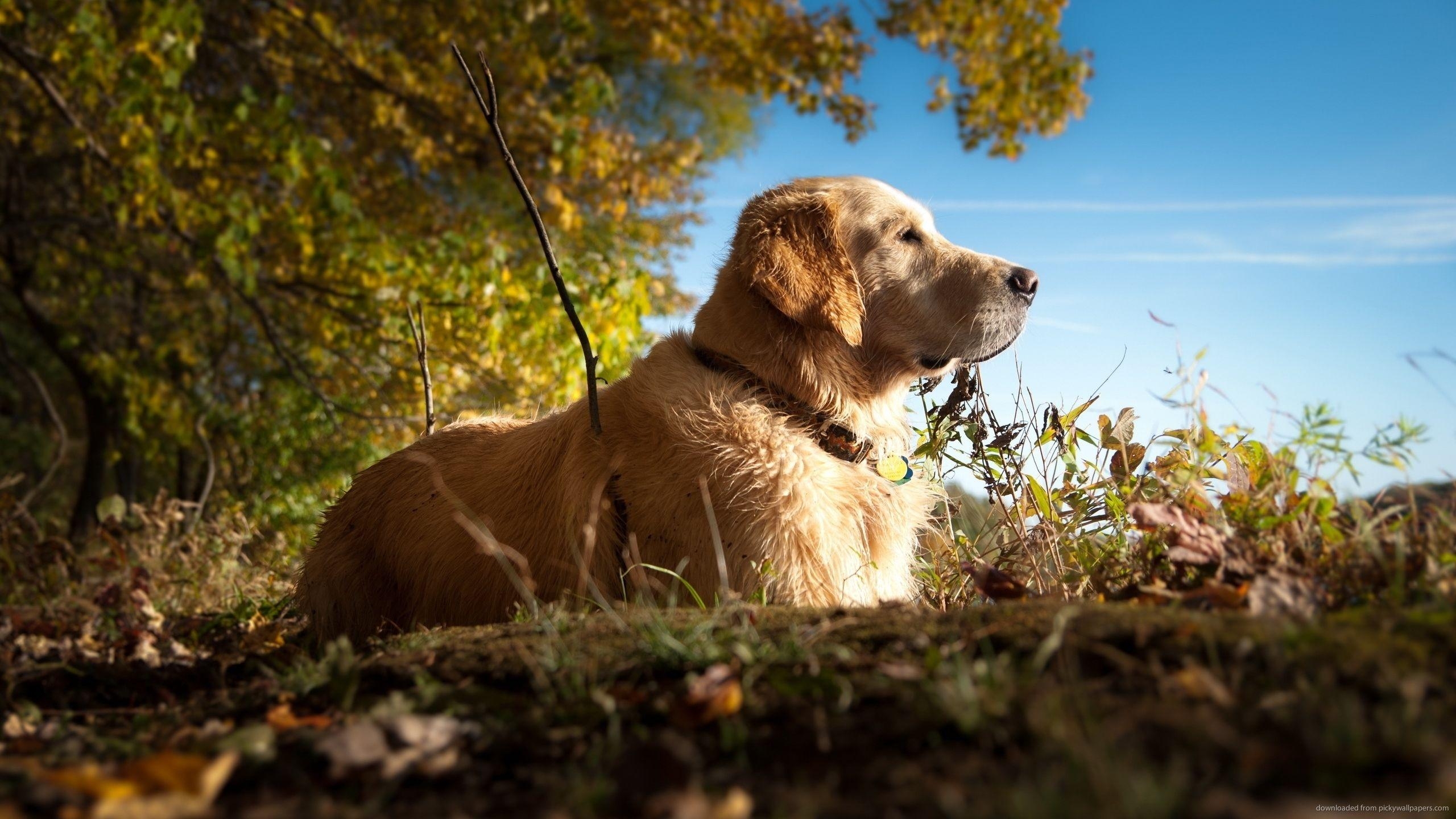 Golden Retriever, HD, Bild, Hintergrund, Frei, 2560x1440 HD Desktop