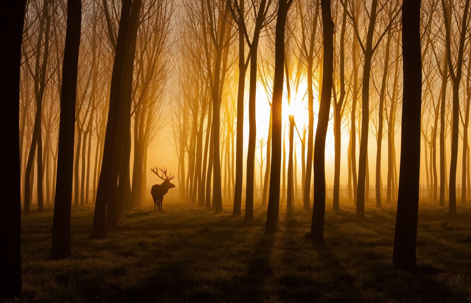 Wald, Hirsch, Natur, Wandbild, Schönheit, 2000x1290 HD Desktop