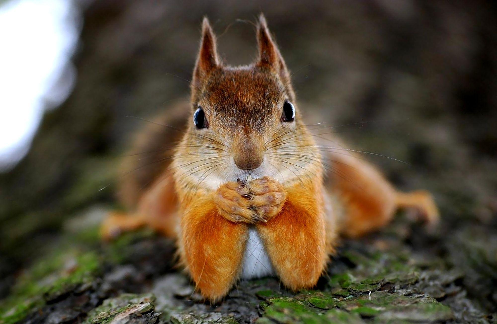 Eichhörnchen, Android, Hintergrundbild, Tiere, 2000x1310 HD Desktop