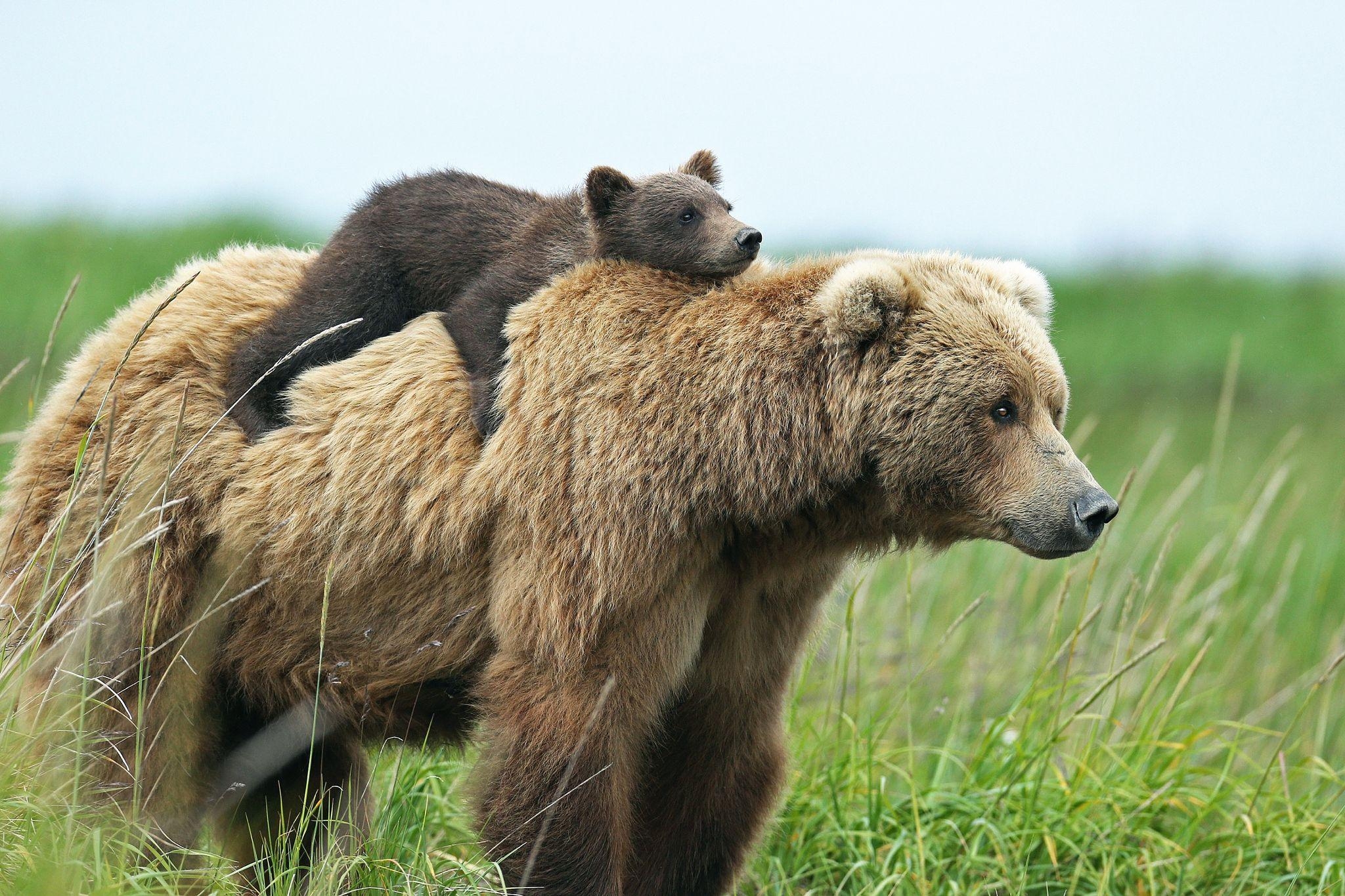 Bär, Hd, Hintergrund, Grizzly, Bild, 2050x1370 HD Desktop