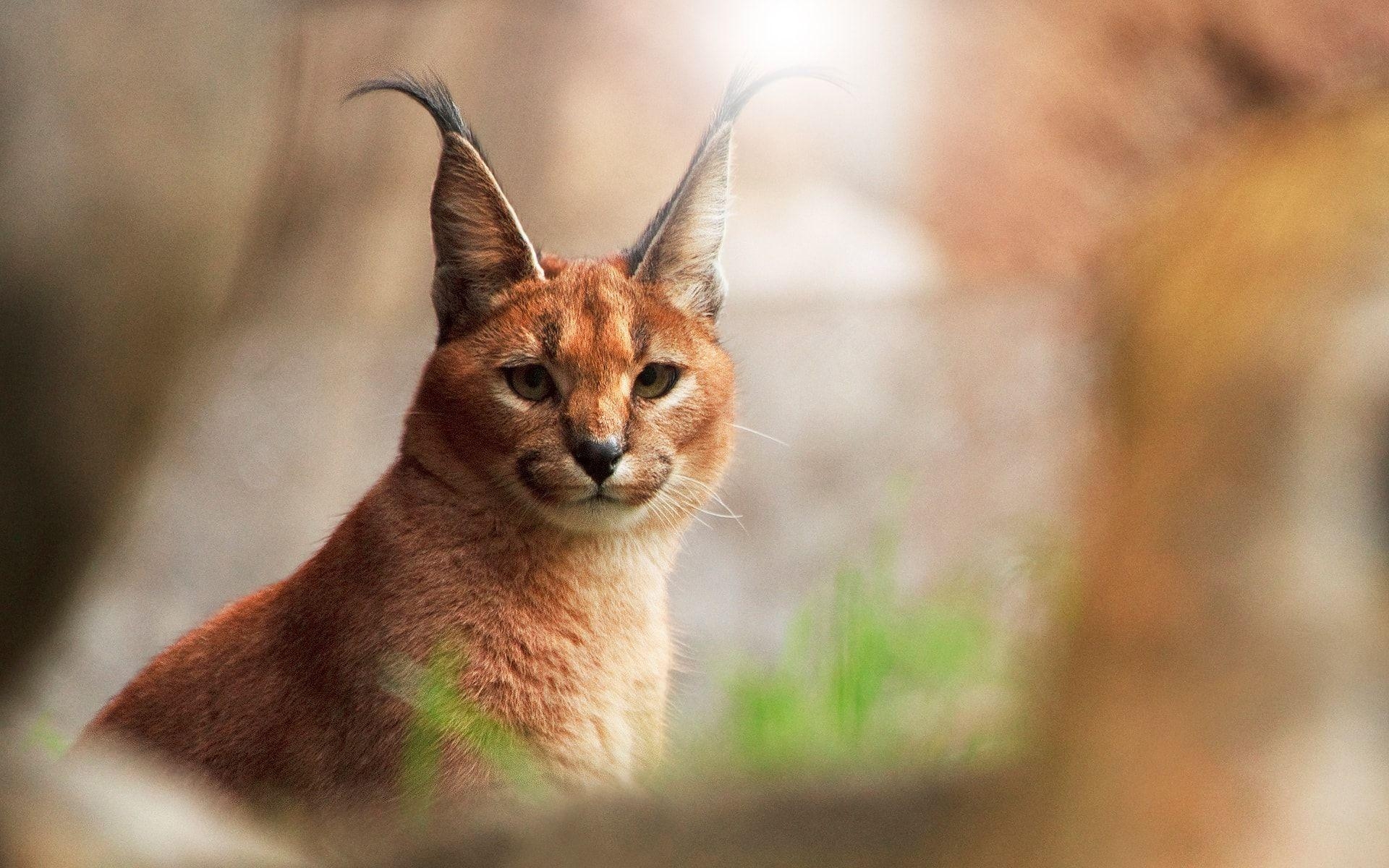 Karakal, Wildkatze, Jagder, Natur, Porträt, 1920x1200 HD Desktop