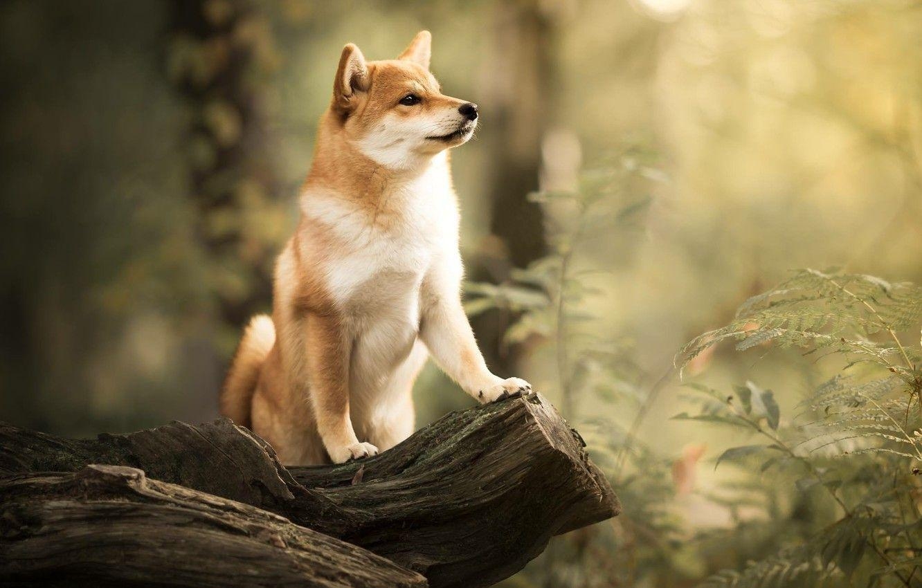 Shiba Inu, Wald, Hund, Bokeh, Bild, 1340x850 HD Desktop