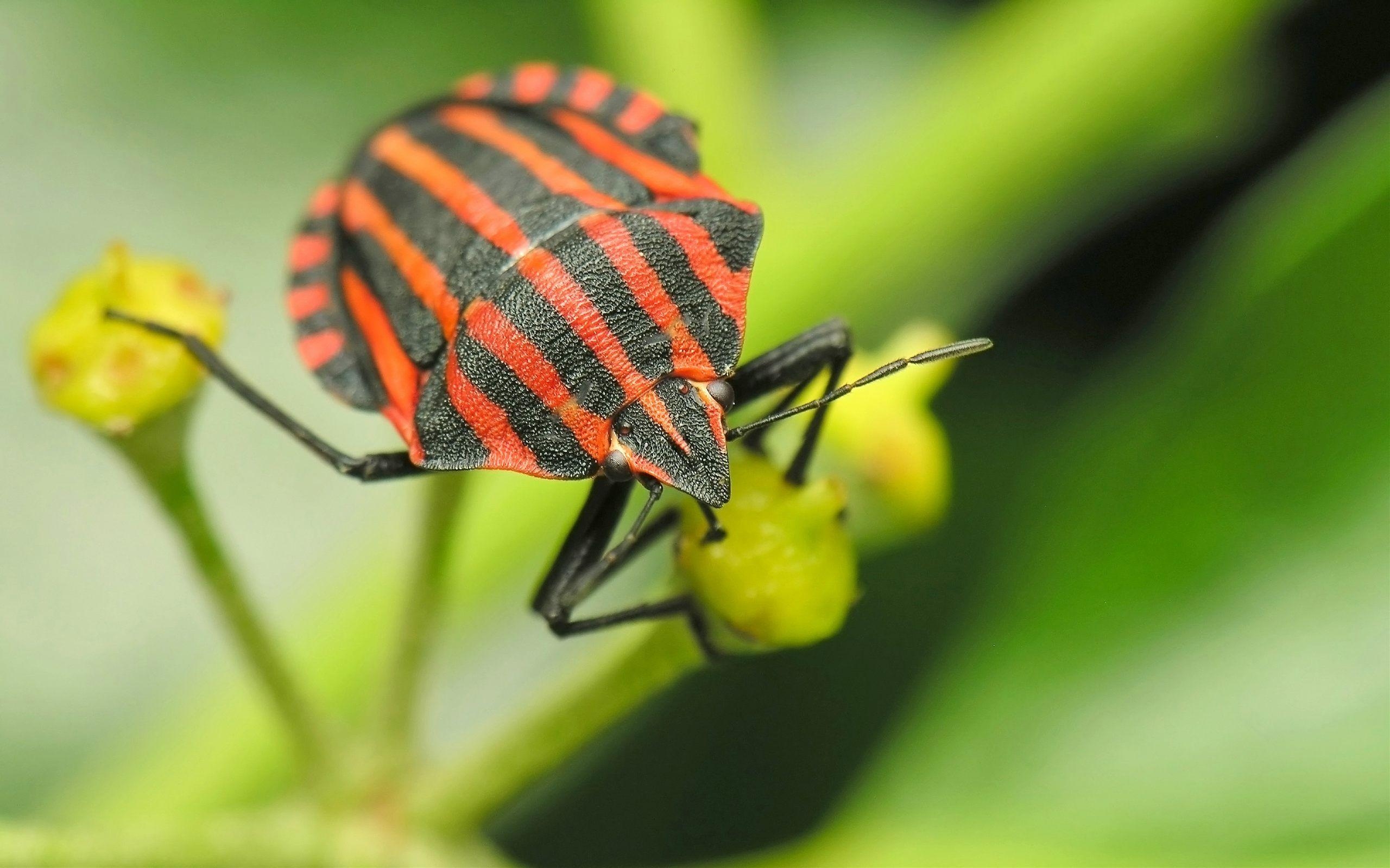 Insekt, Tiere, Hintergrundbilder, Käfer, Fotografie, 2560x1600 HD Desktop