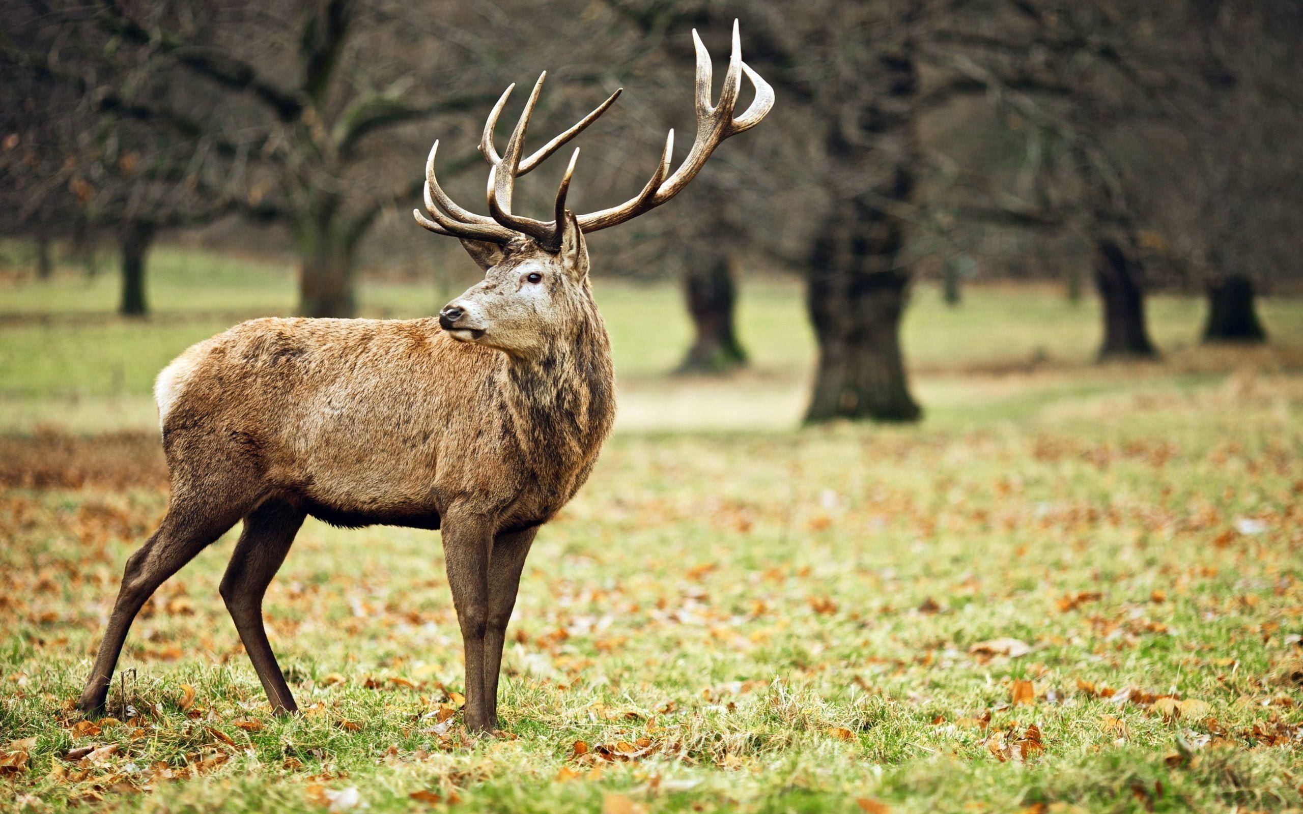 Monster Bucks, Wildtier, Hirsch, Natur, Geweih, 2560x1600 HD Desktop