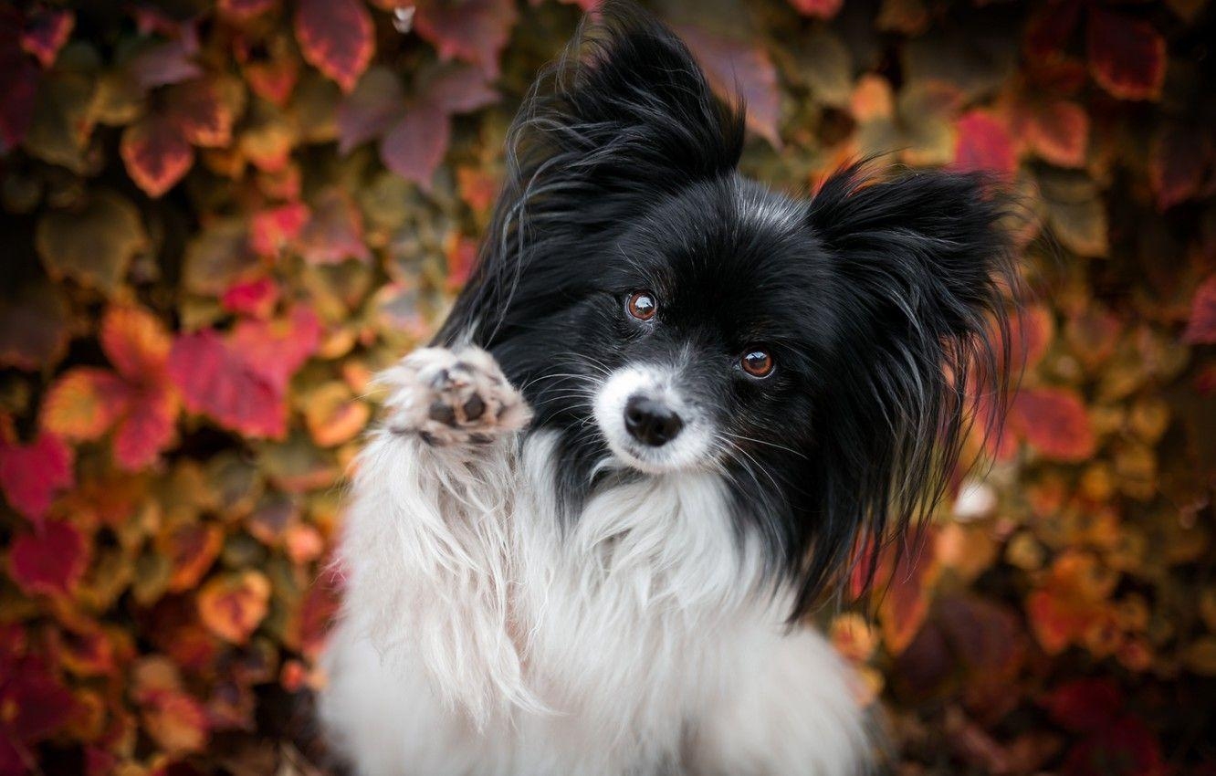 Herbstlaub, Papillon Hund, Natur, Hintergrund, Niedlich, 1340x850 HD Desktop