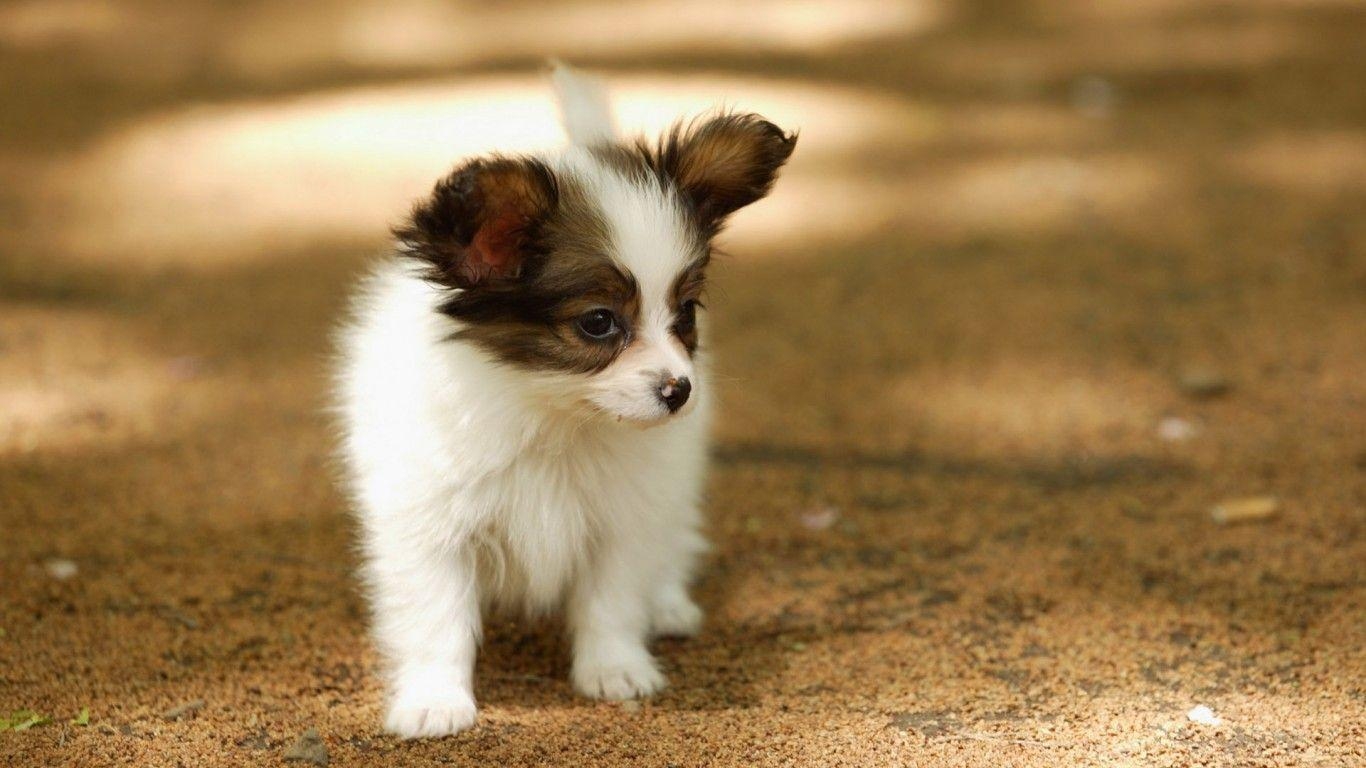 Papillon Welpen, Desktop, Niedlich, Haustier, Hintergrund, 1370x770 HD Desktop