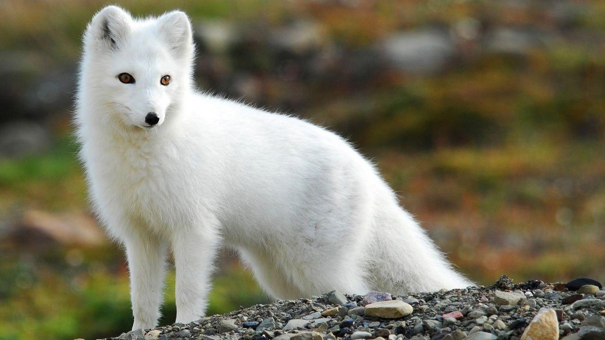 Arktischer Fuchs, Tiere, Schnee, 1080p, 1250x700 HD Desktop