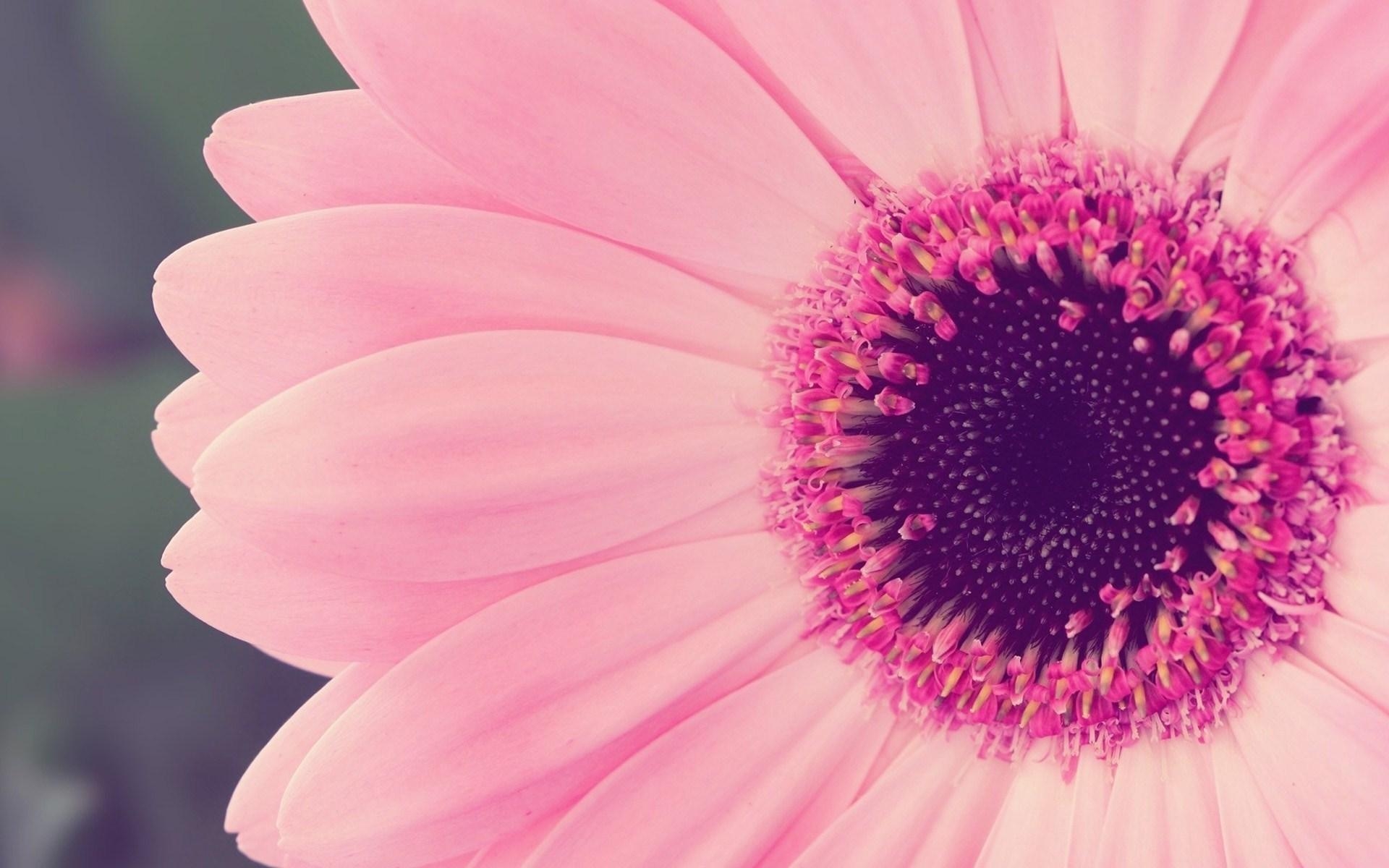 Gerbera Gänseblümchen, Rosa Blumen, Natur, Hintergrund, 1920x1200 HD Desktop