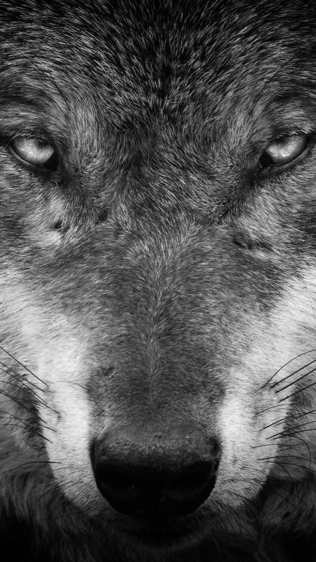 Tier, Wolf, Hintergrund, Natur, Wildnis, 1080x1920 Full HD Handy