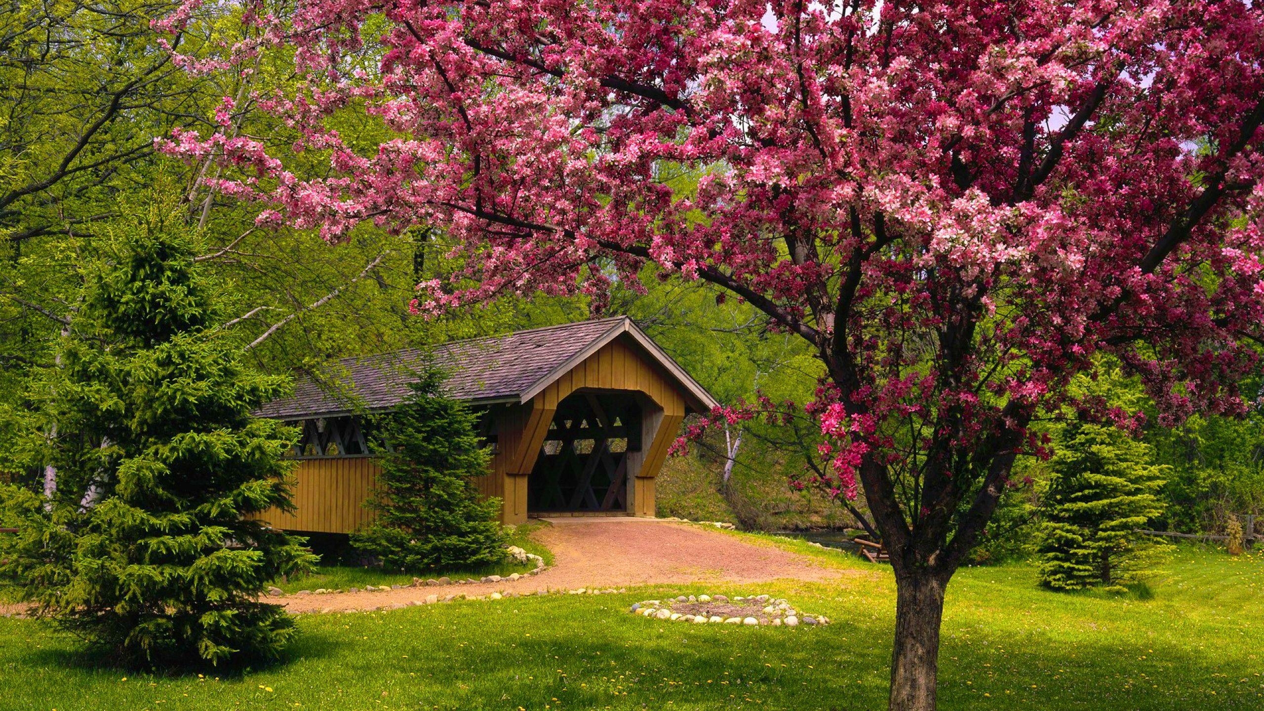 Frühling Natur, Saison Blumen, Grün, Erneuerung, 2560x1440 HD Desktop