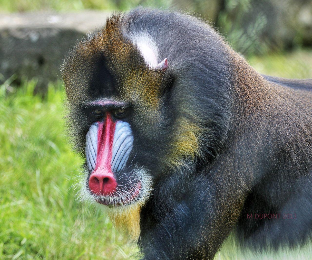 Mandrill Bild, Papio, Wildtier Hintergrund, Primaten, Lustige Tiere, 1280x1070 HD Desktop