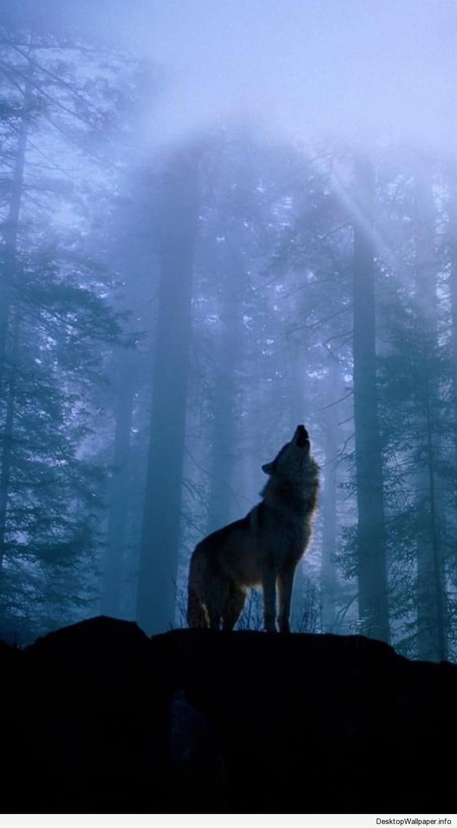 Wolf, HD, Mobil, Natur, Tierbild, 920x1660 HD Handy