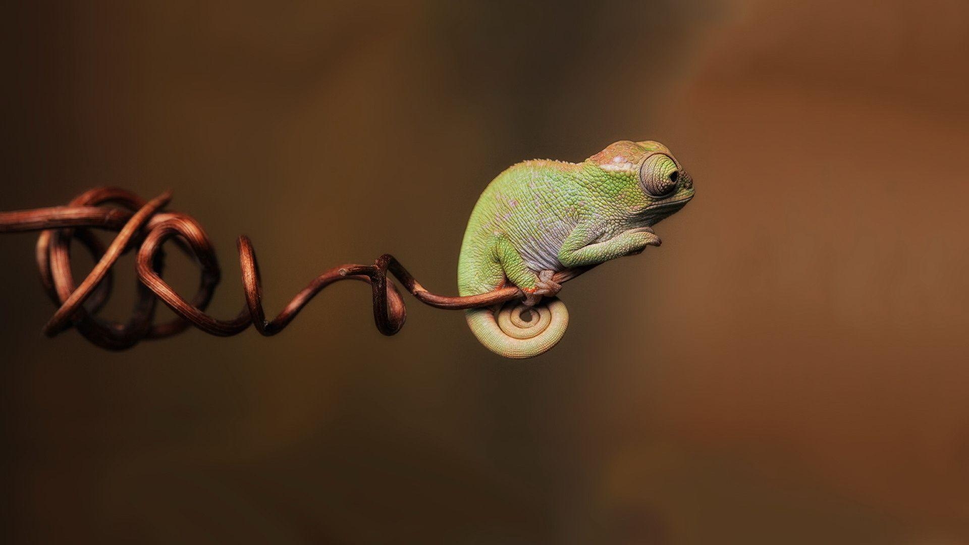 Gecko, Tier, Hintergrund, 12x1080, Reptil, 1920x1080 Full HD Desktop