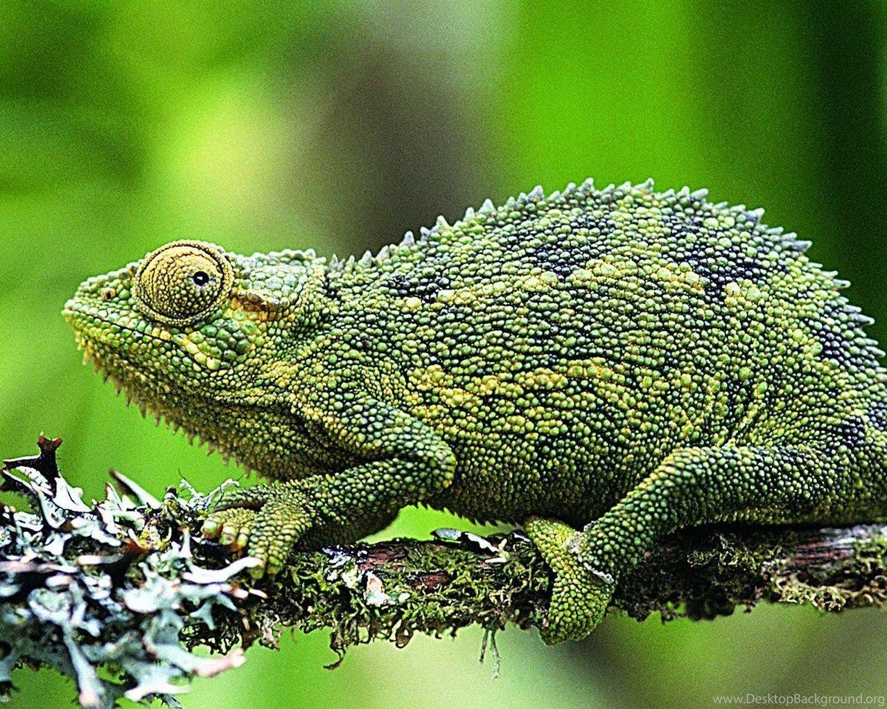 Echse, HD Bild, Desktop Hintergrund, Reptilien, Tierwelt, 1280x1030 HD Desktop