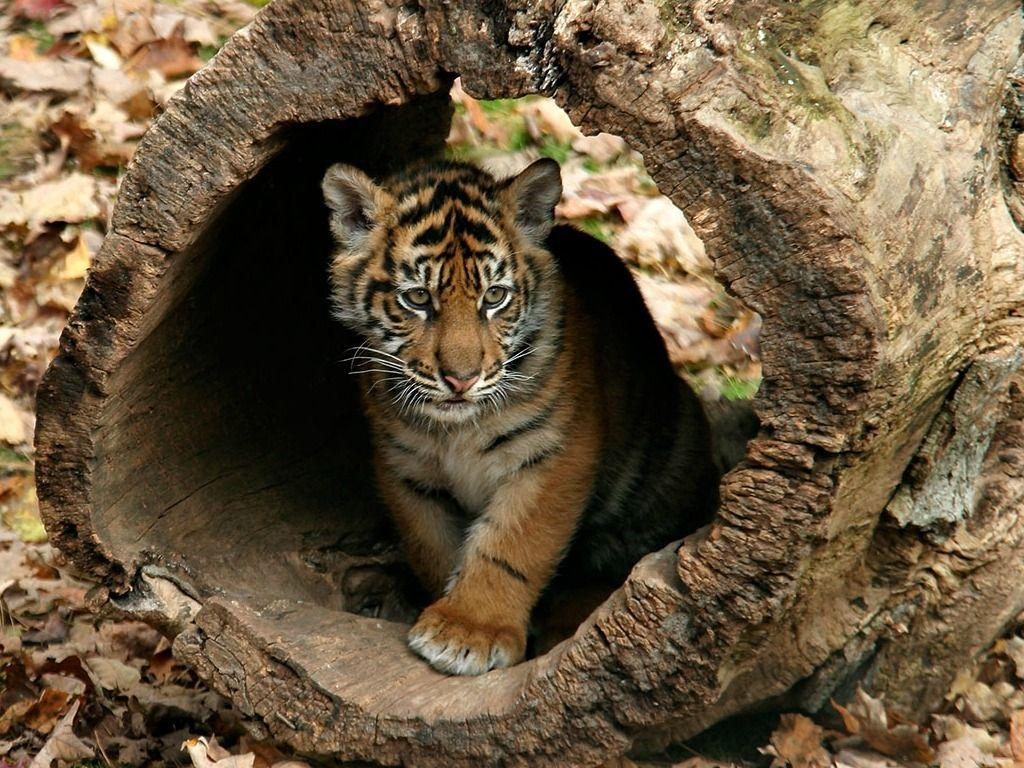 Kleine Tiger, Haustiere, Tapete, Wild, Tiere, 1030x770 HD Desktop