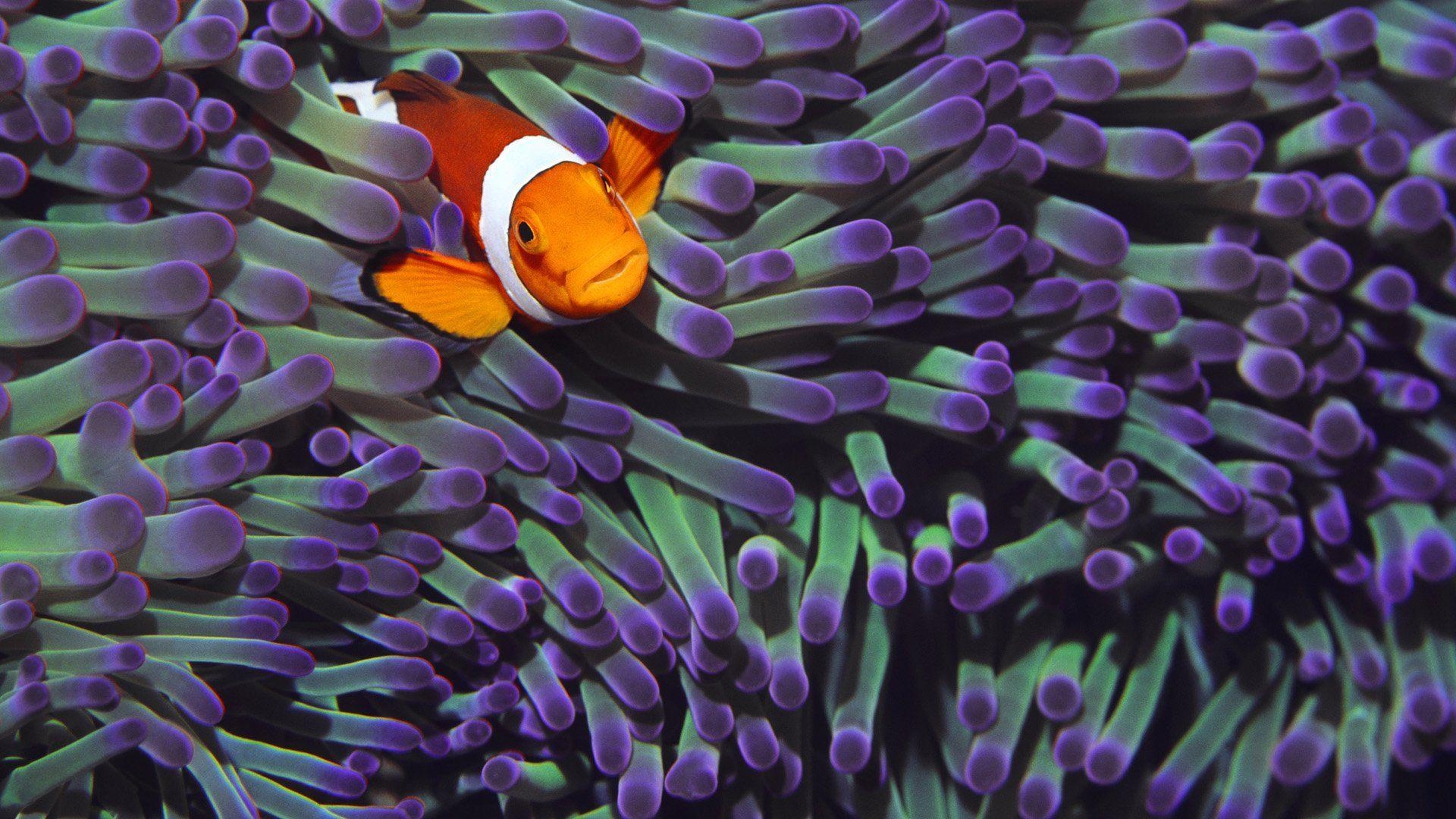 Clownfisch, HD, Bild, Hintergrund, Ozean, 1920x1080 Full HD Desktop