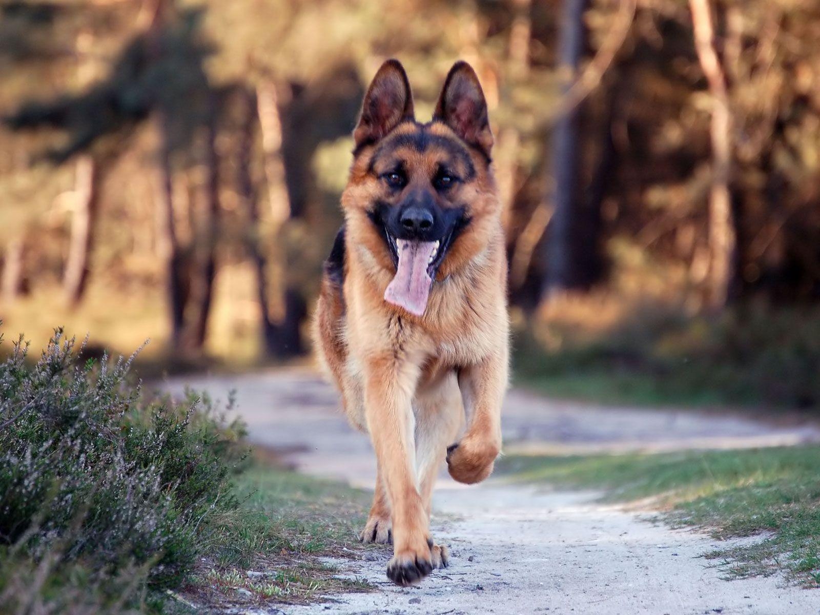 Schäferhund, Hintergrund, Bild, Desktop, Tier, 1600x1200 HD Desktop