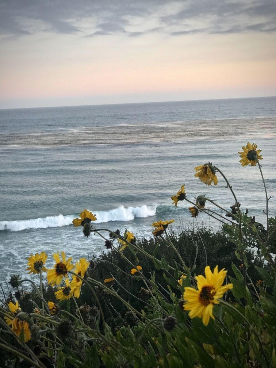 Malibu, Sonnenuntergang, Strand, Ästhetik, Reisen, 900x1200 HD Handy