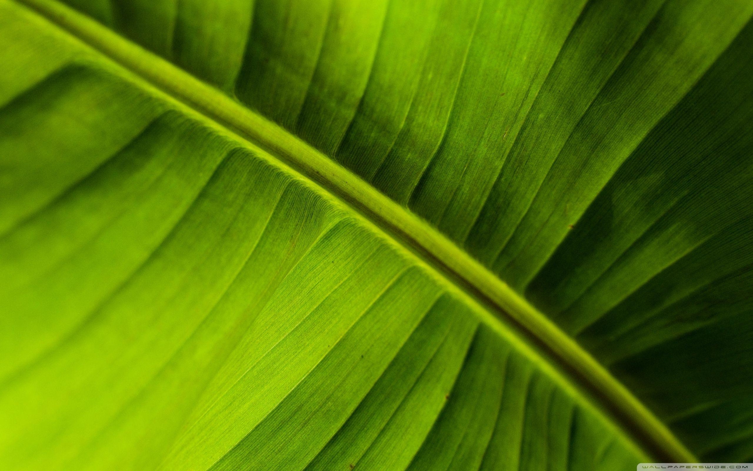 Bananenblatt, 4K, Natur, Pflanzen, HD-Hintergrund, 2560x1600 HD Desktop