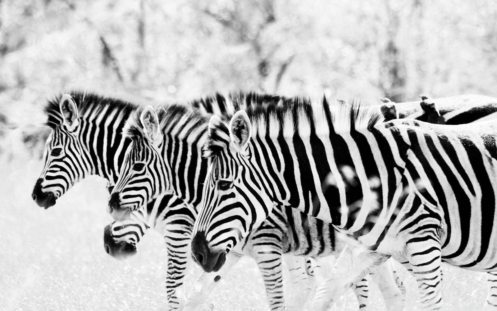 Zebra, Desktop, Tiere, Hintergrund, Streifen, 1600x1000 HD Desktop