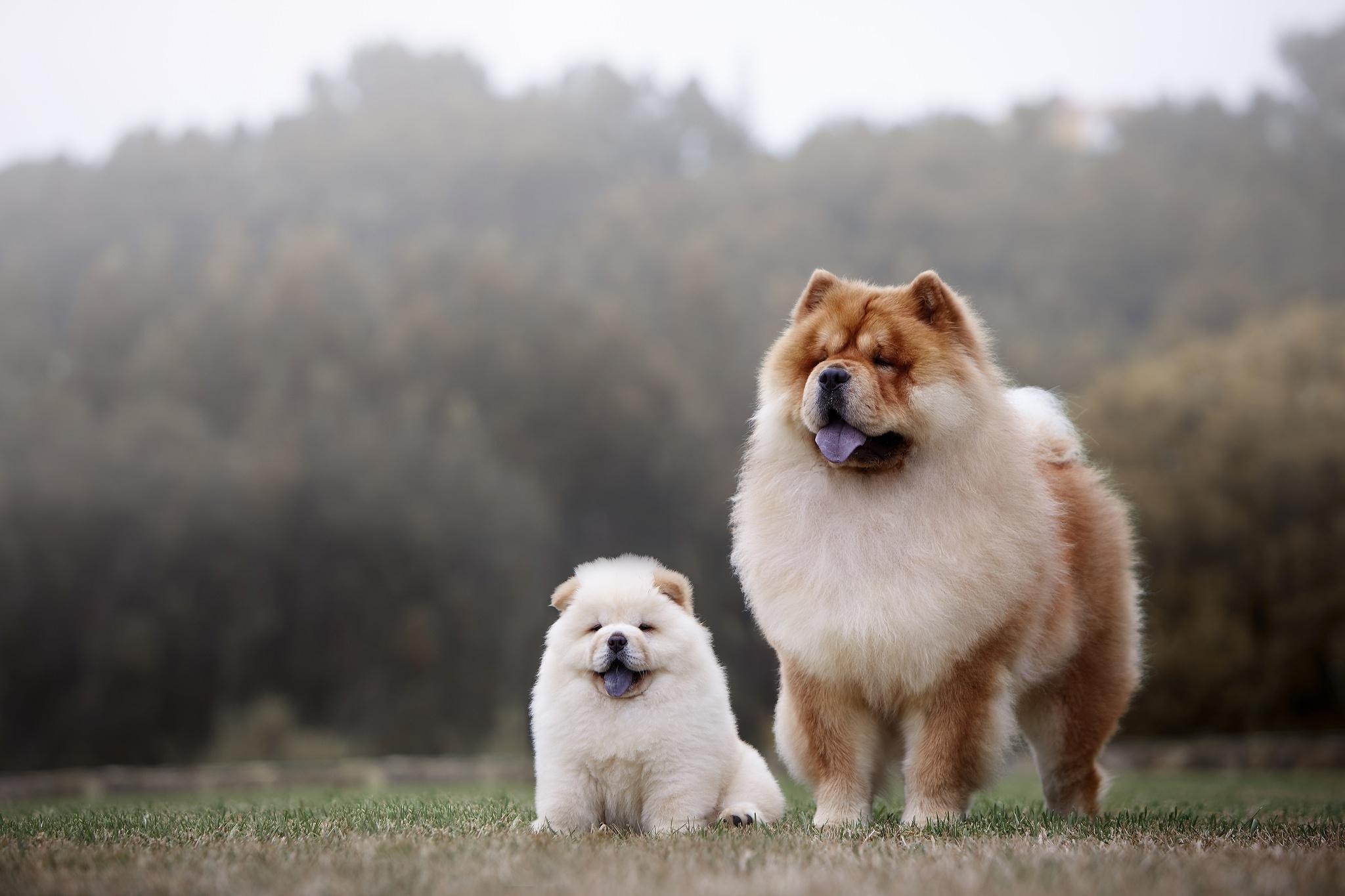 Chow Chow, HD Bild, Hintergrund, Tier, Hund, 2050x1370 HD Desktop