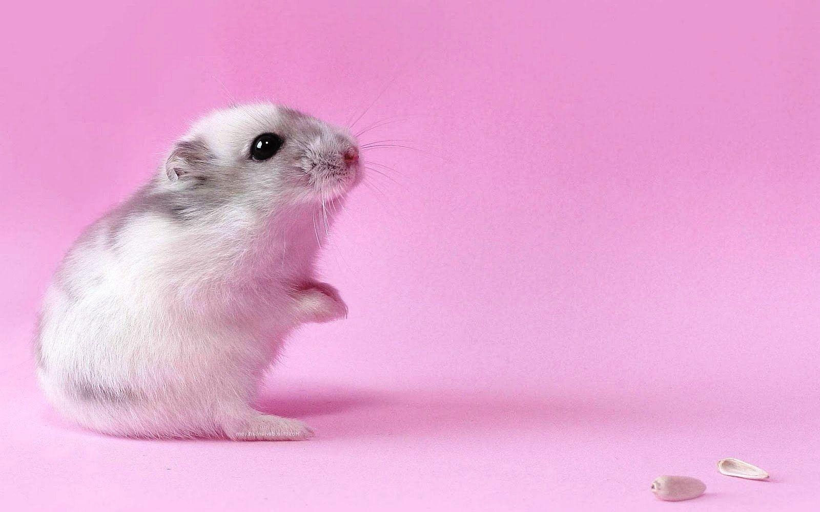 Hamster Ideen, Hintergrundbild, süß, 1600x1000, digital, 1600x1000 HD Desktop