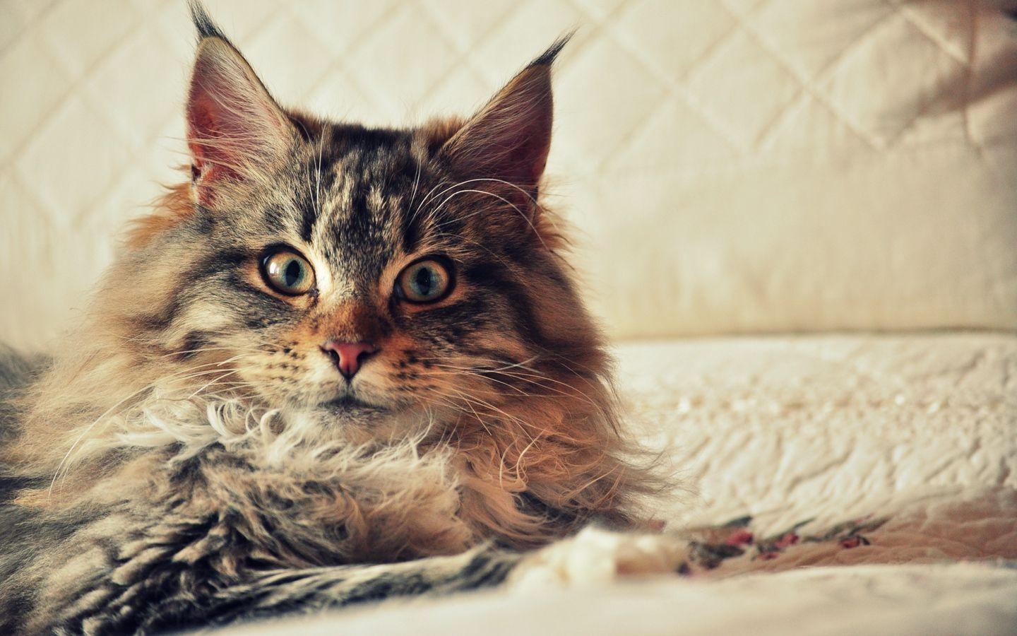 Maine Coon, Katze, flauschig, Widescreen, Download, 1440x900 HD Desktop