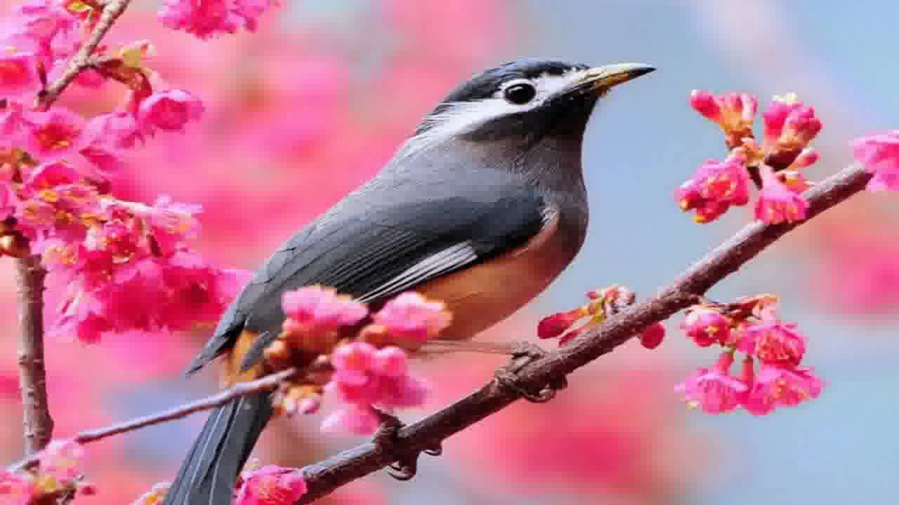 Schöne Vögel, Natur, Farben, Tiere, Hintergrund, 1280x720 HD Desktop