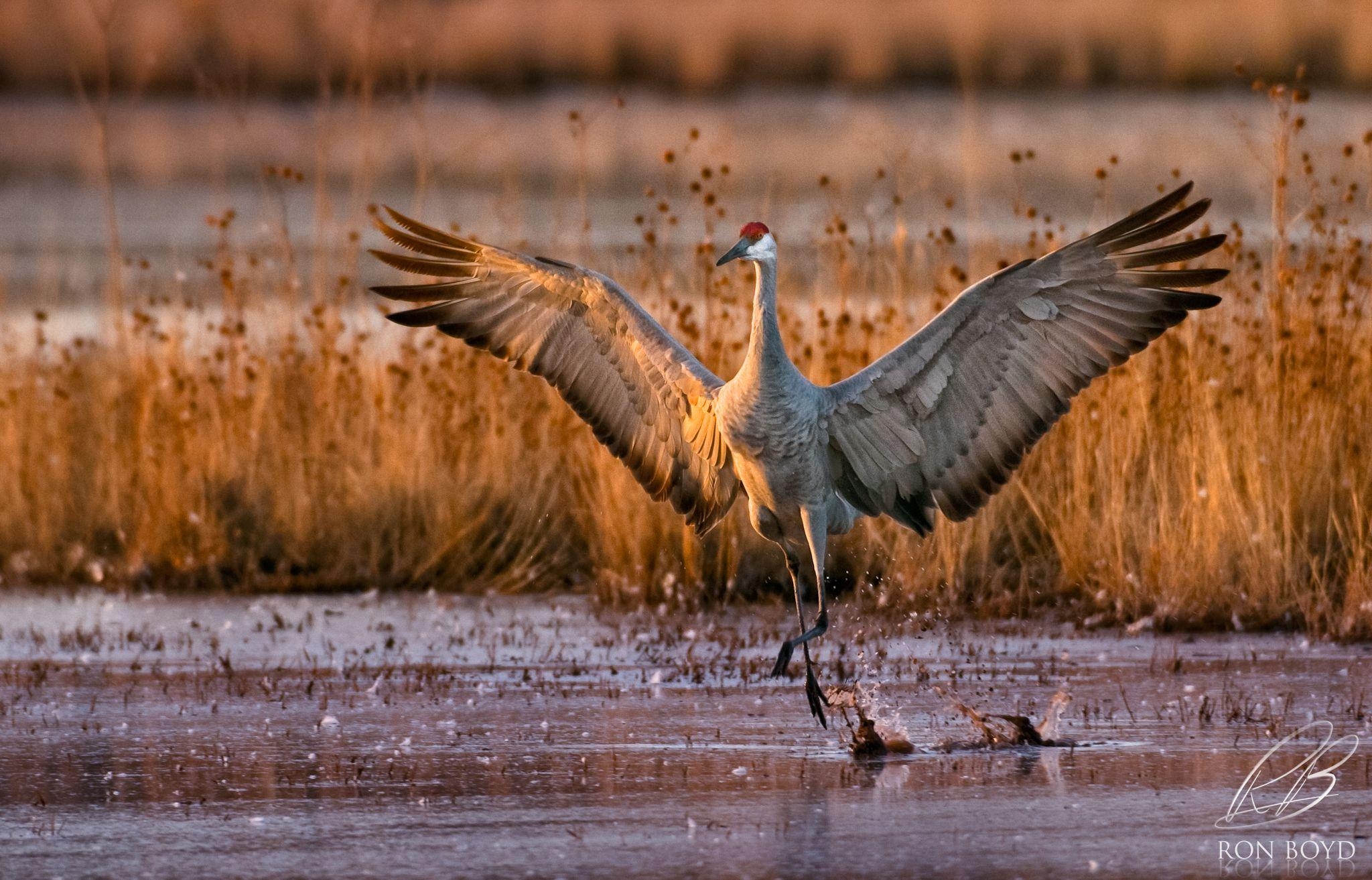 Kanadakranich, HD, Vogel, Natur, Tiere, 2050x1320 HD Desktop