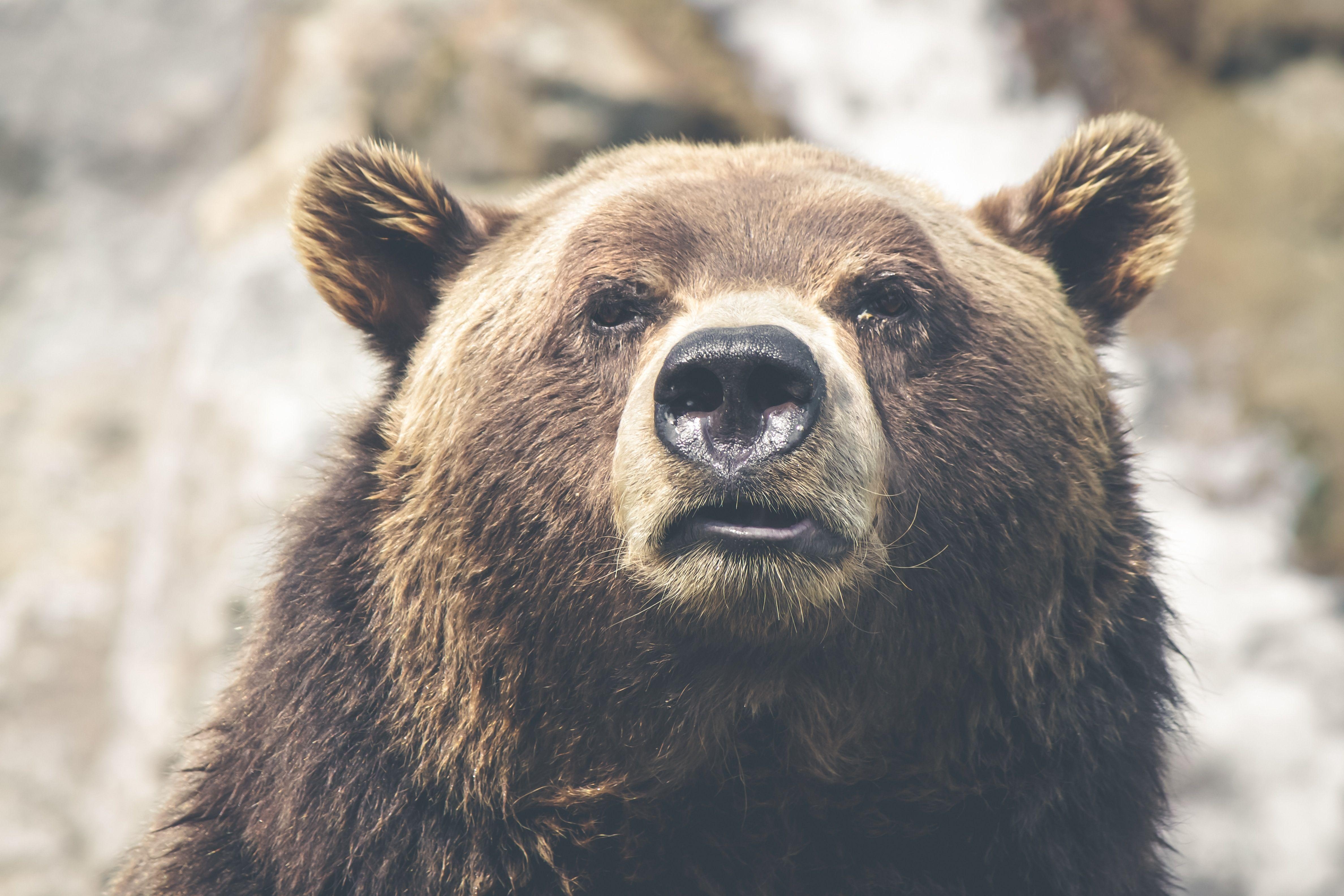 Grizzlybär, Tiere, Bild, Braunbär, Natur, 4760x3170 4K Desktop