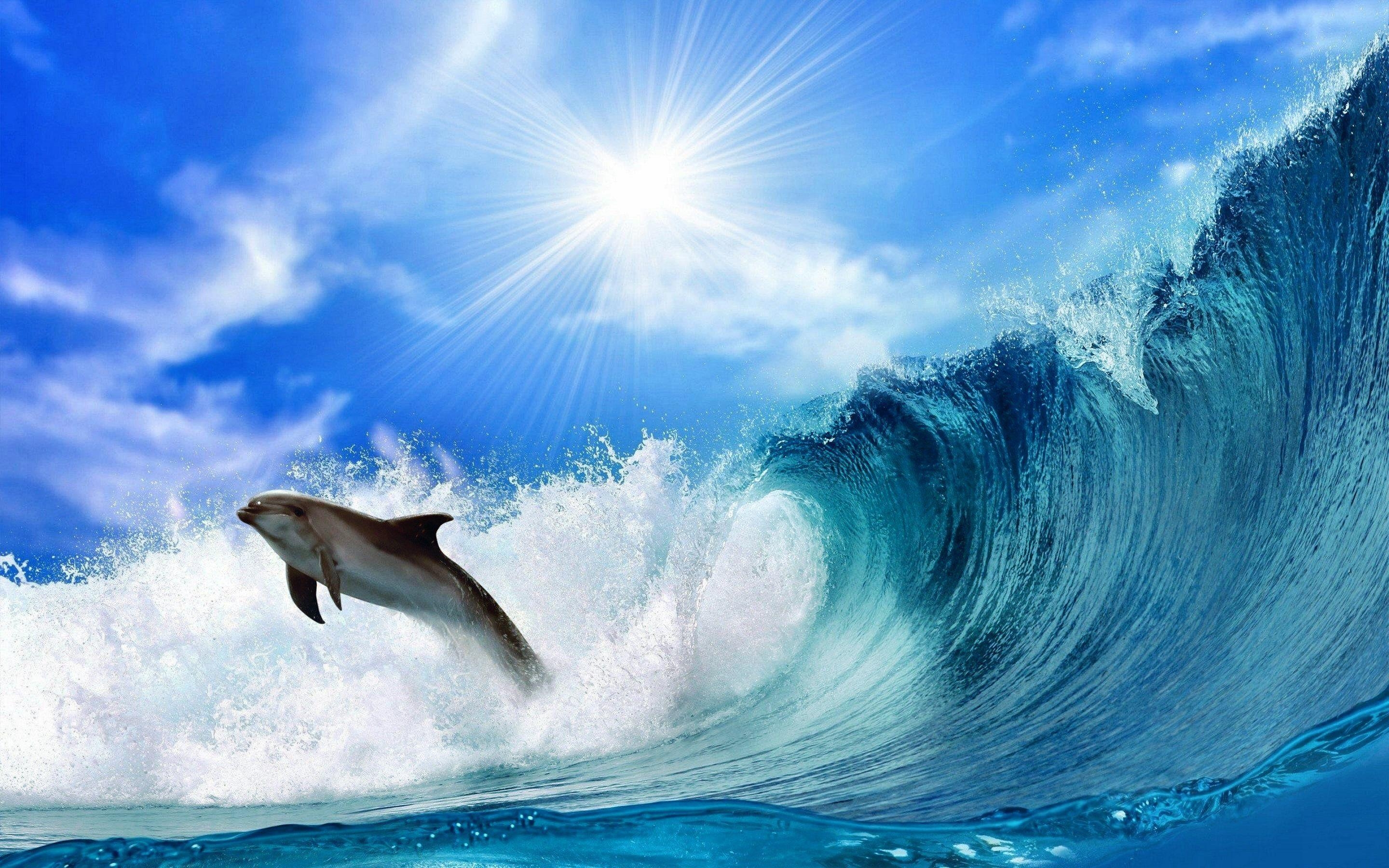 Delphin, HD, Bild, Hintergrund, Meer, 2880x1800 HD Desktop